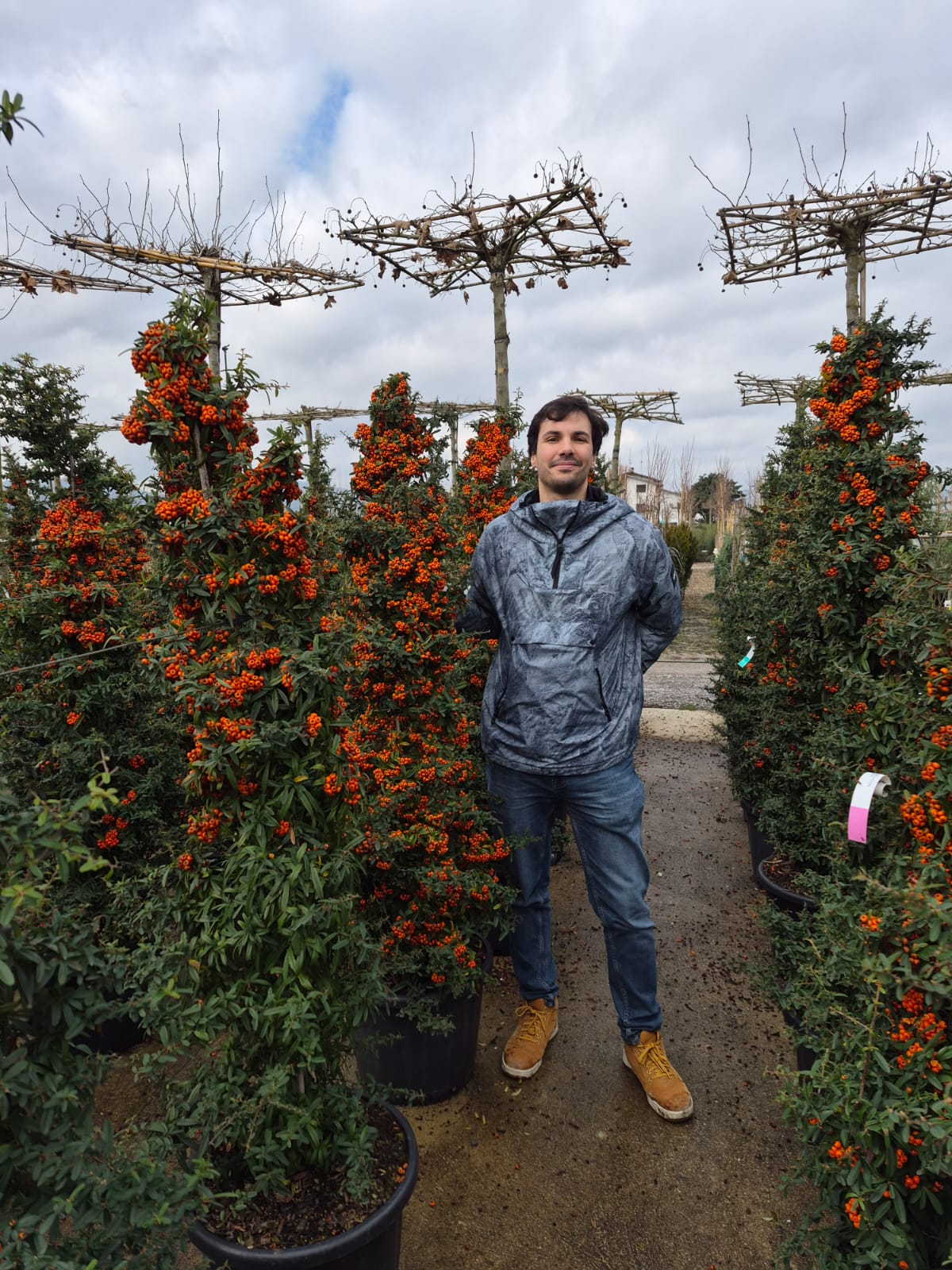 Pyracantha (Pyracantha Soleil d'Or) - Image 7