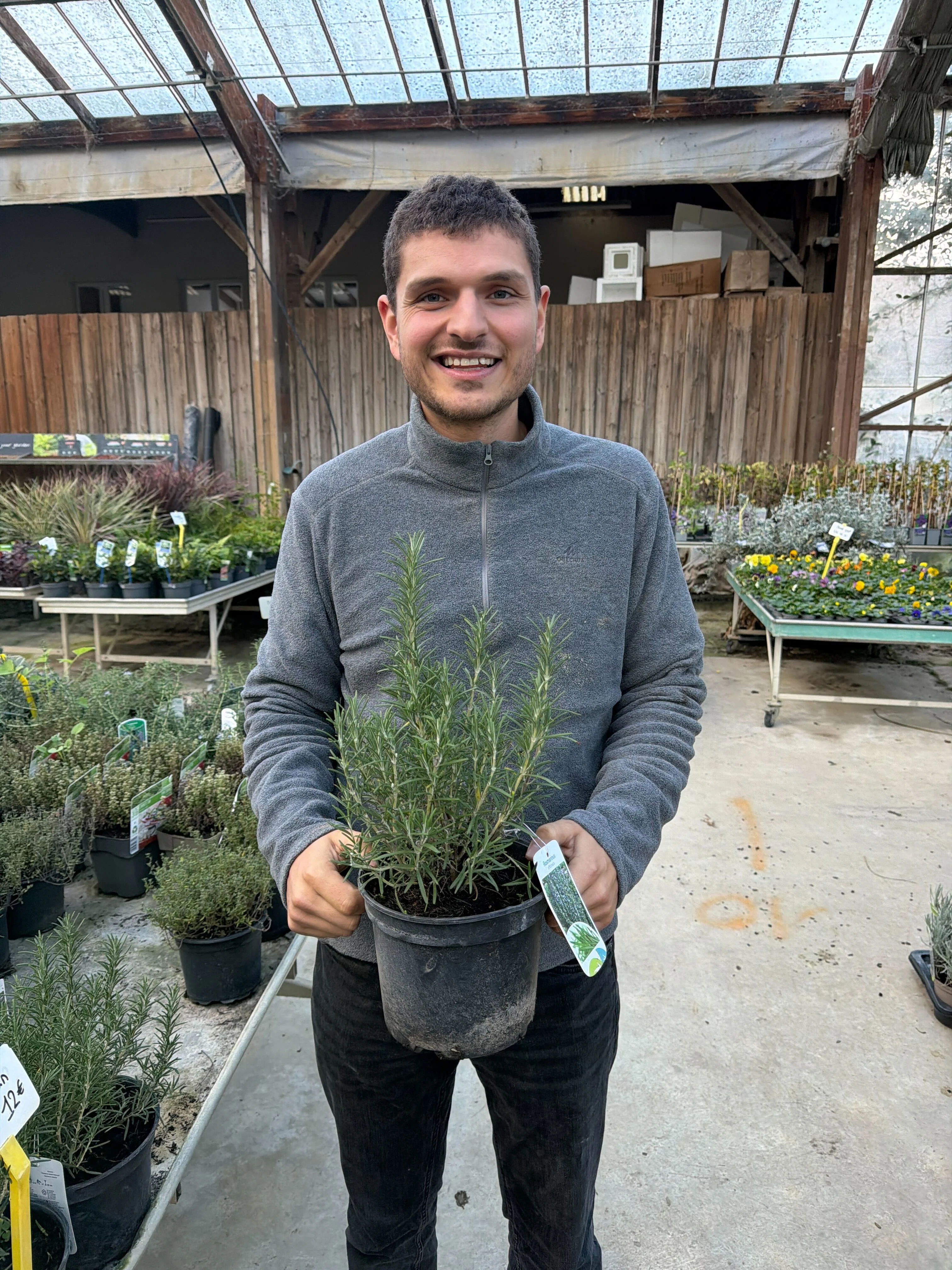 Romarin (Rosmarinus Officinalis) - Image 10