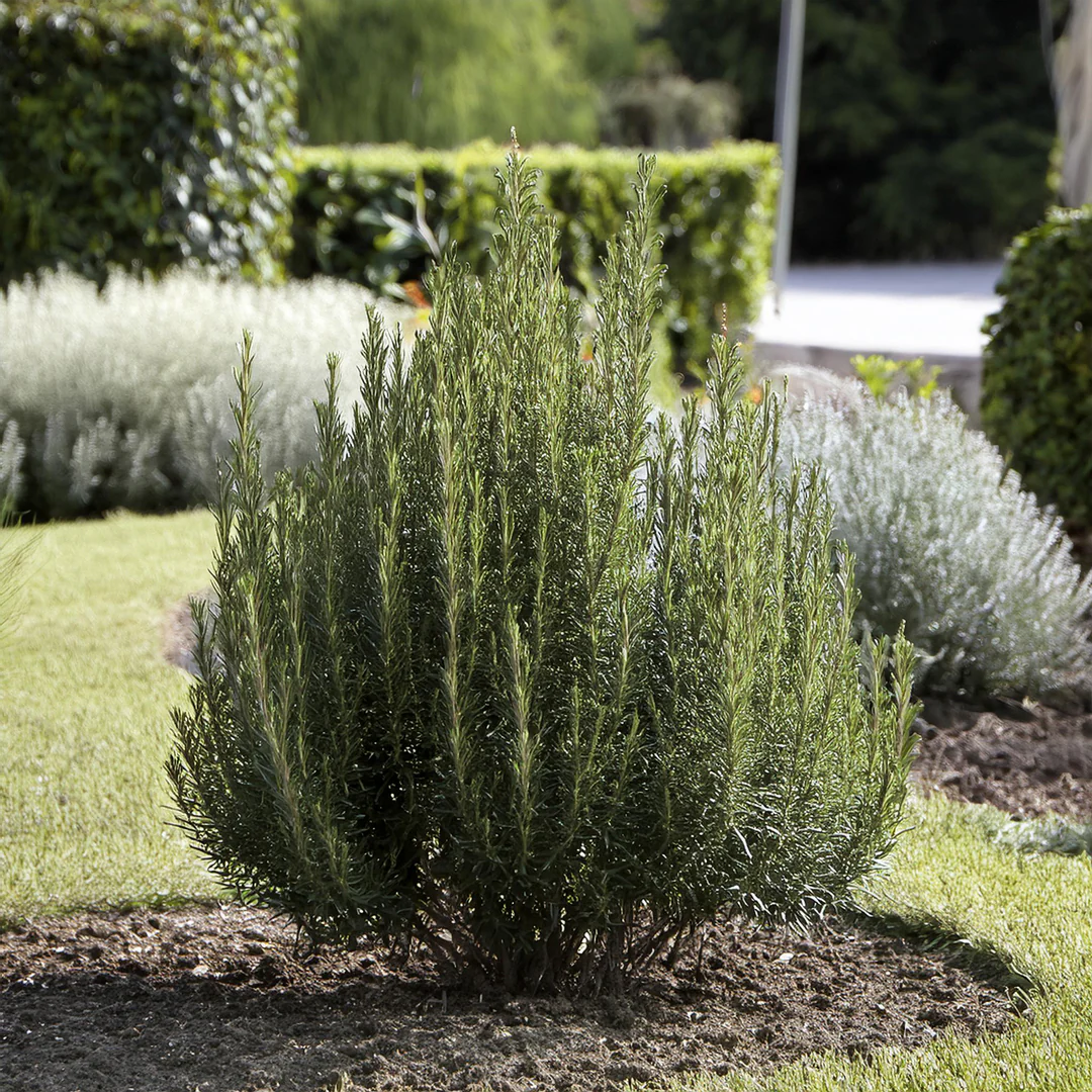 Romarin (Rosmarinus Officinalis) - Image 4