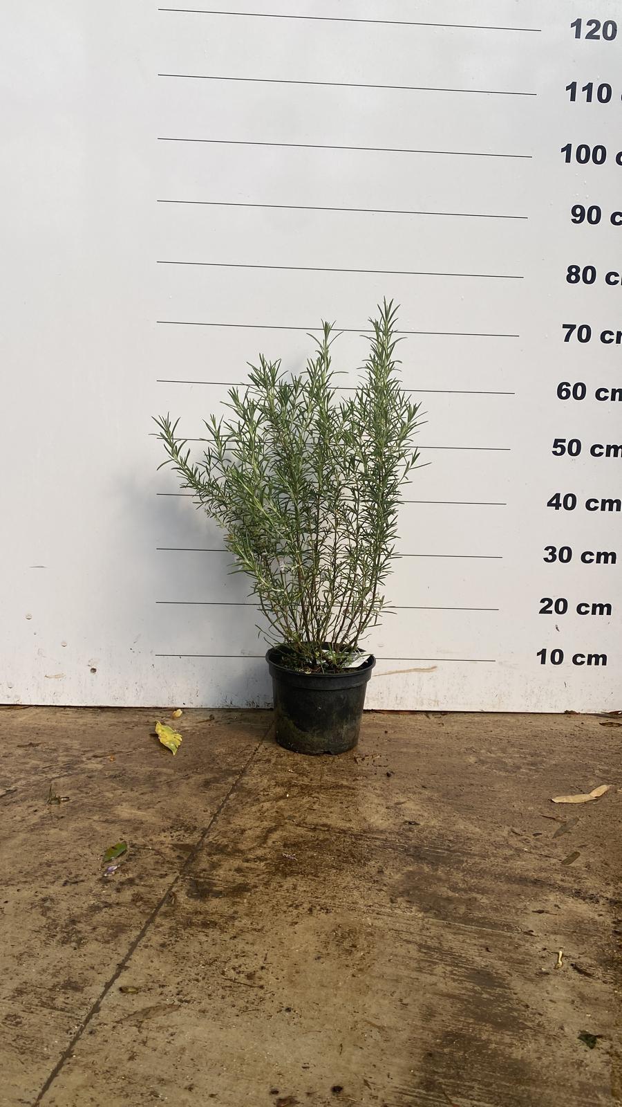 Romarin (Rosmarinus Officinalis) - Image 5