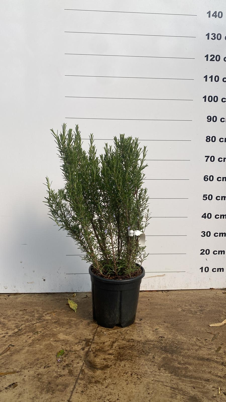 Romarin (Rosmarinus Officinalis) - Image 6