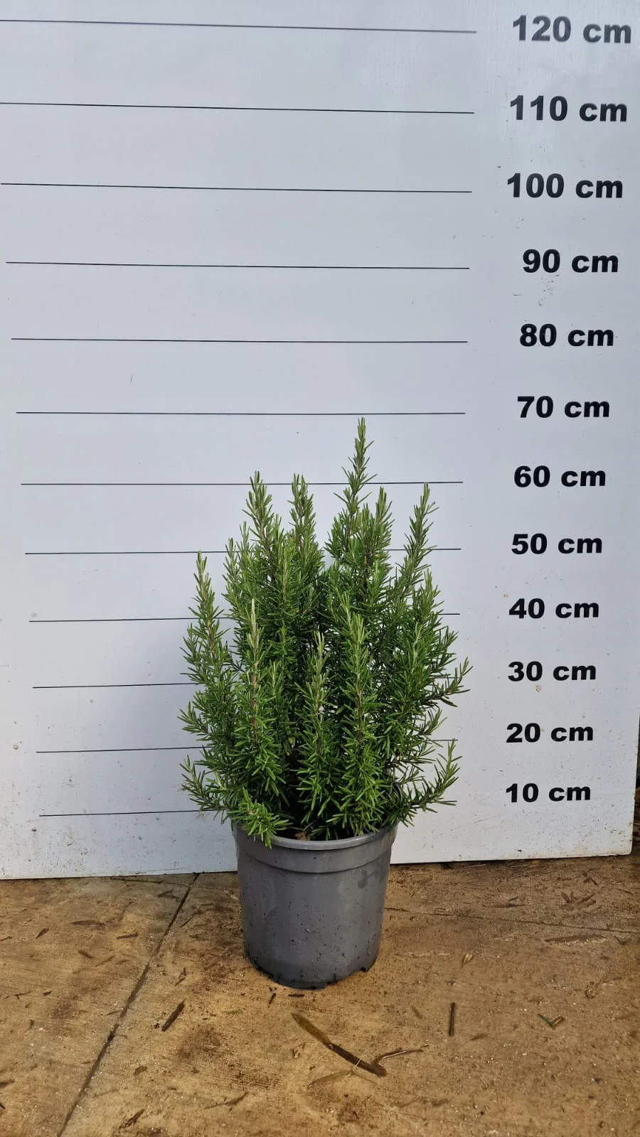 Romarin (Rosmarinus Officinalis) - Image 7