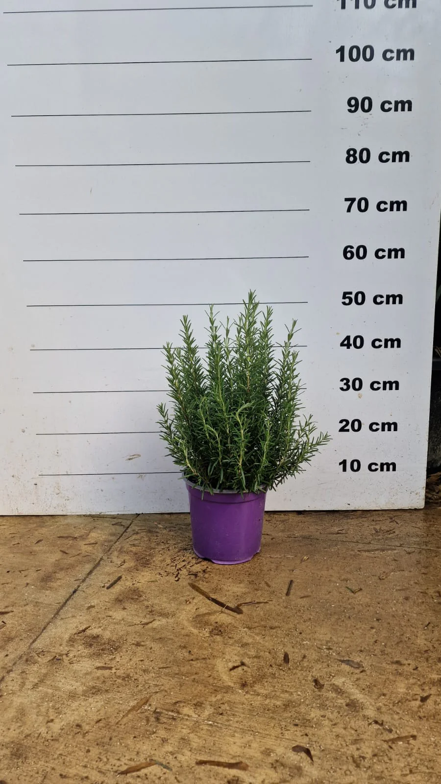 Romarin (Rosmarinus Officinalis) - Image 8