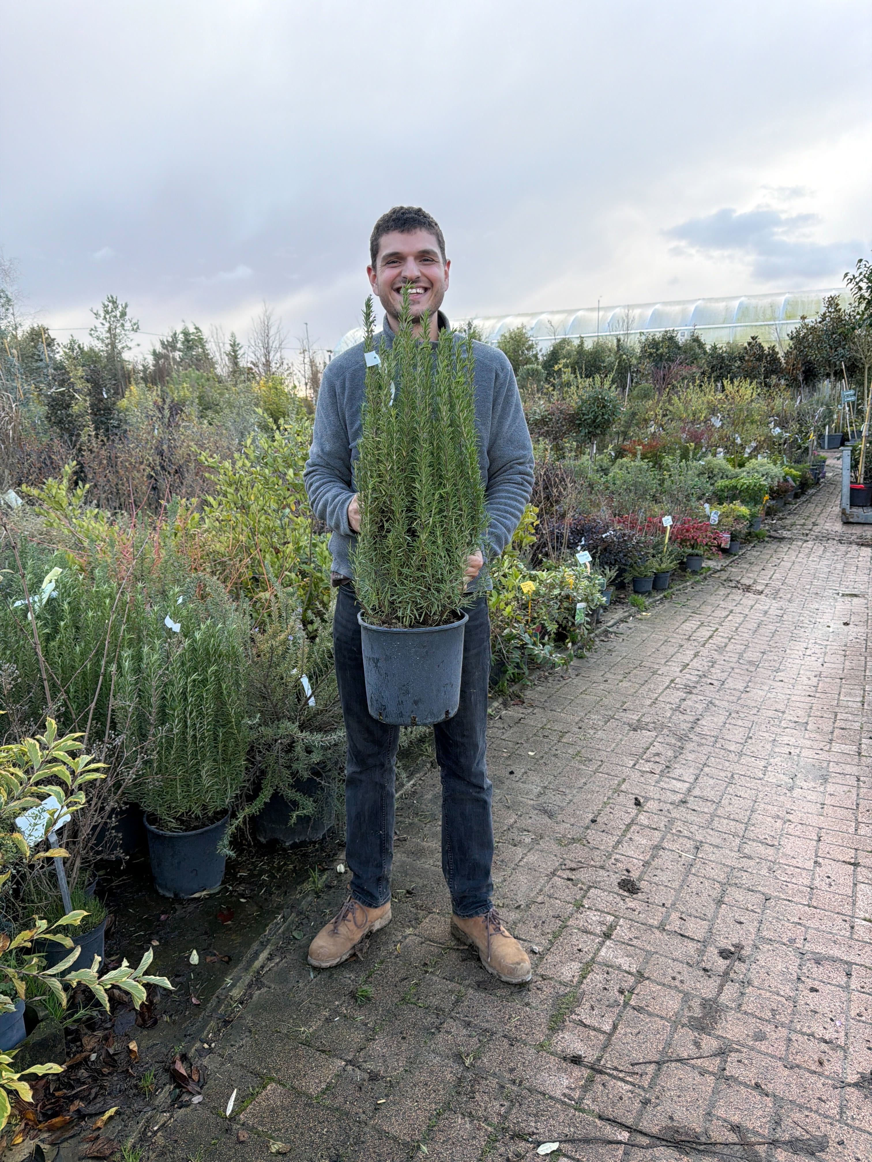 Romarin (Rosmarinus Officinalis) - Image 9