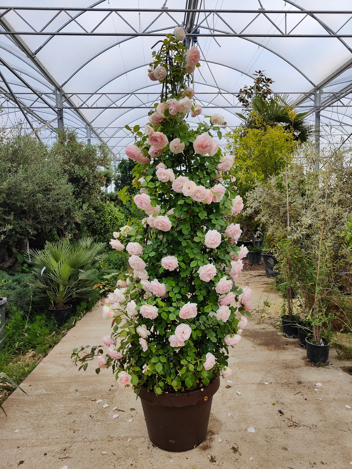 Rosier Cône - Image 3