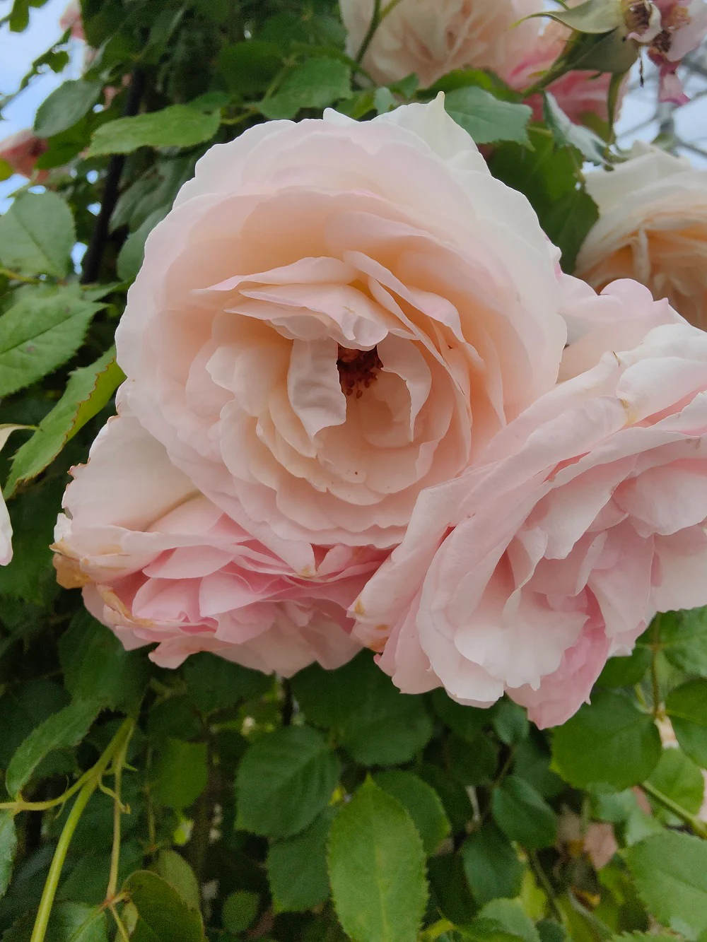 Rosier Cône - Image 6