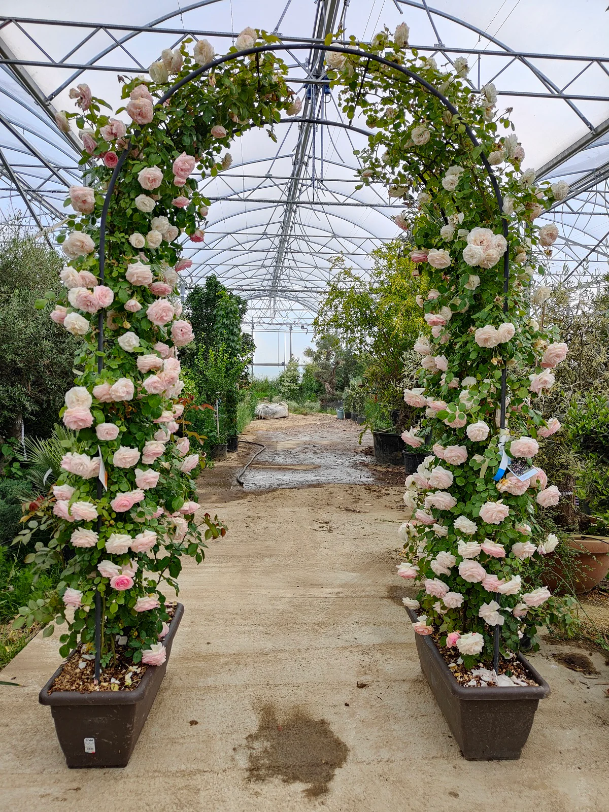 Rosier en Arche - Image 3