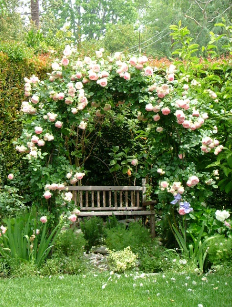 Rosier en Arche - Image 4