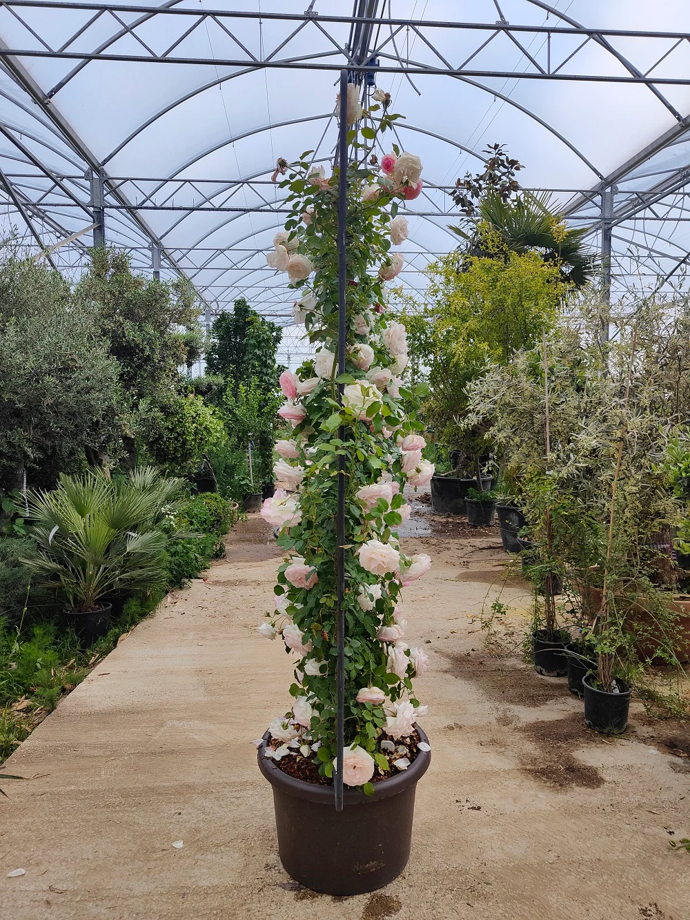 Rosier en Palissade - Image 3