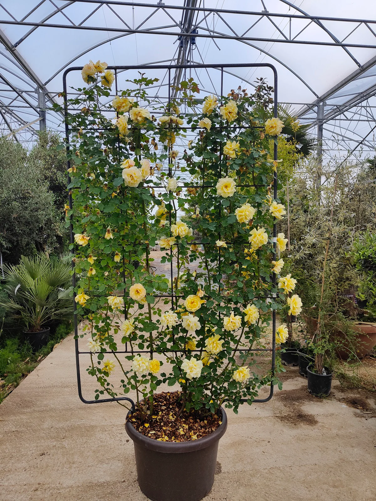 Rosier en Palissade - Image 4