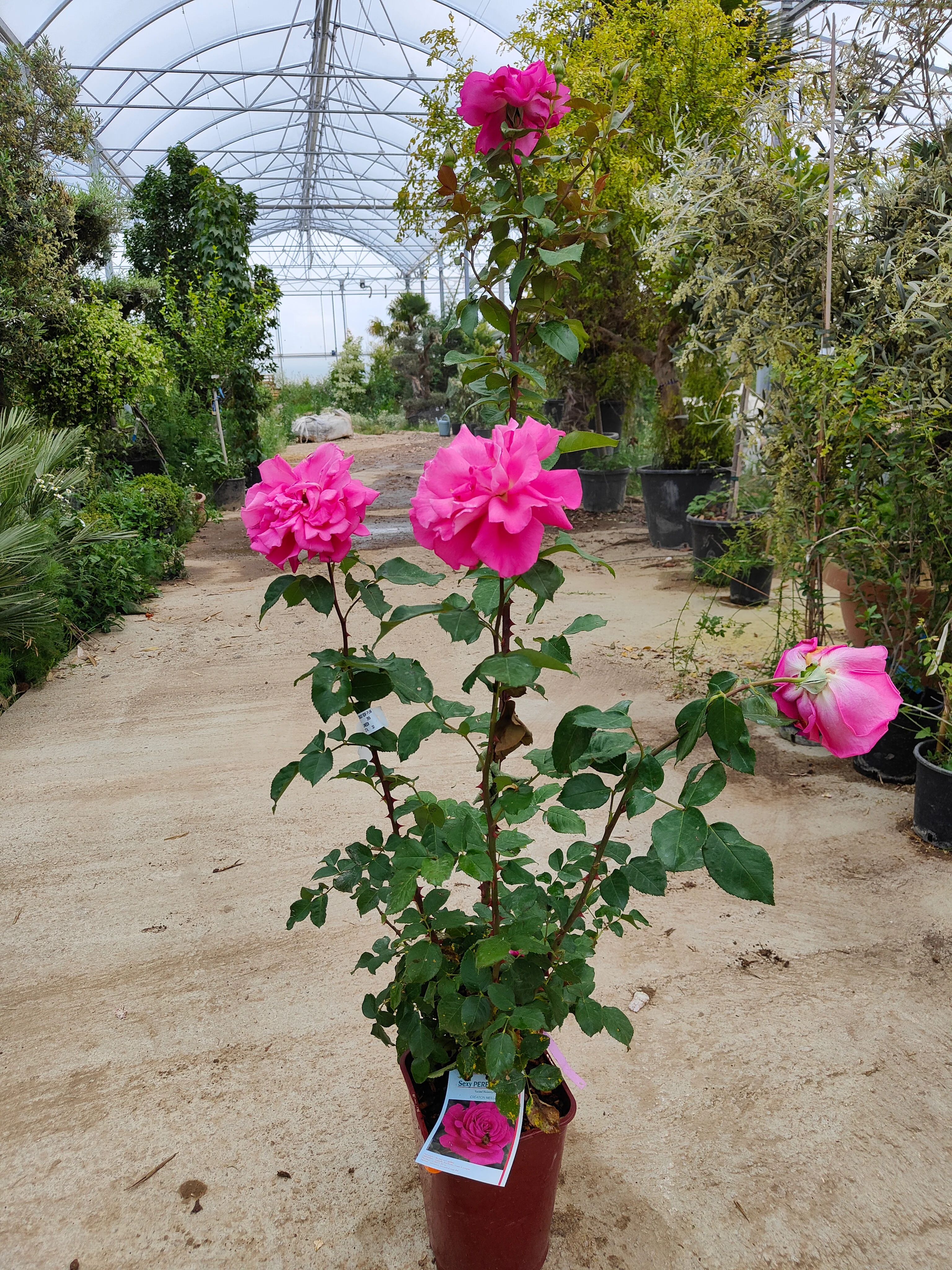 Rosier Touffe - Image 3