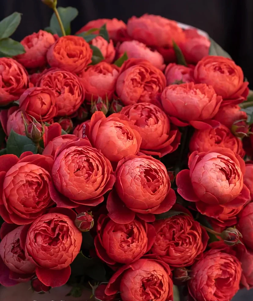 Rosier Touffe - Image 4