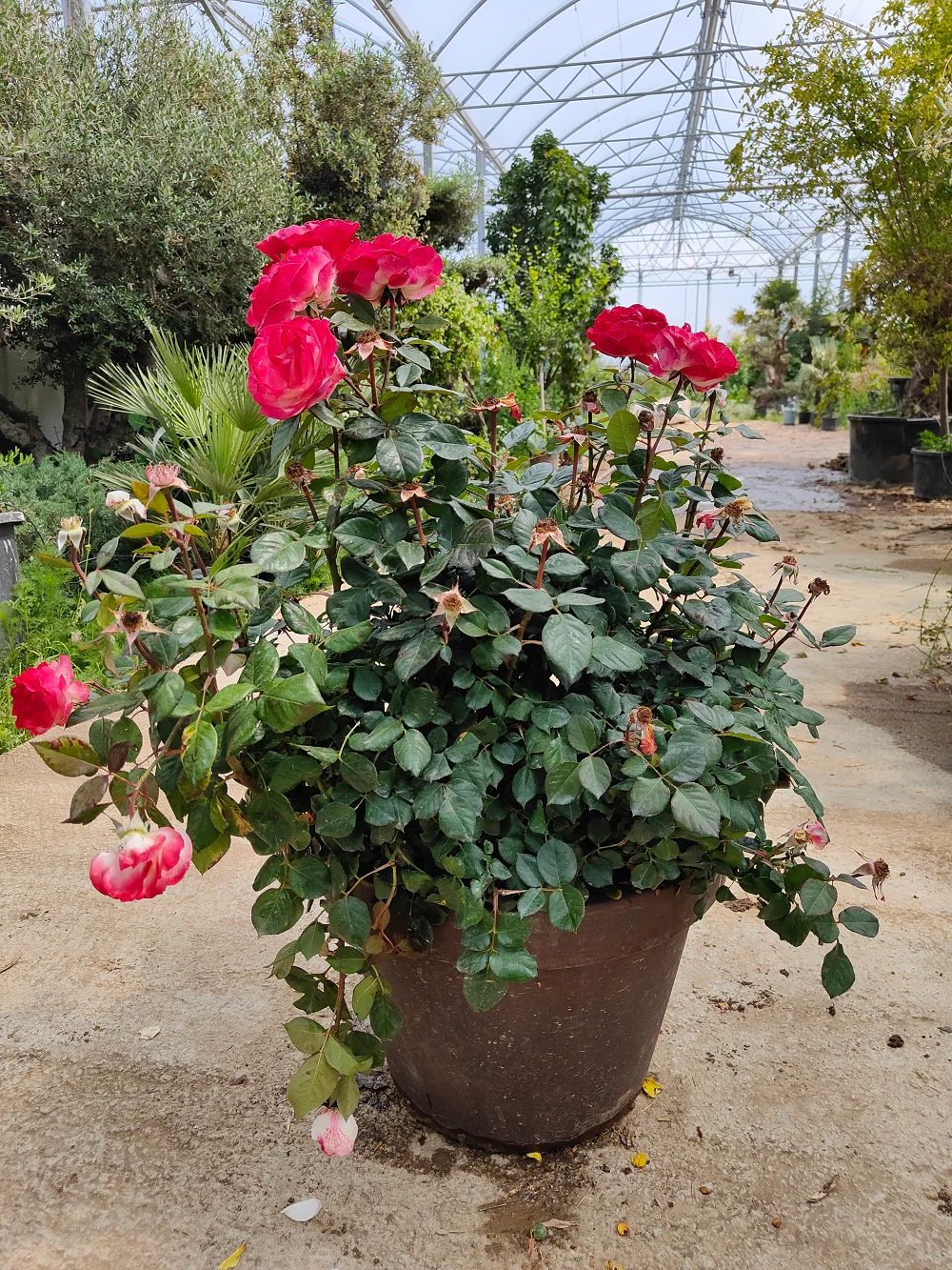 Rosier Touffe - Image 6