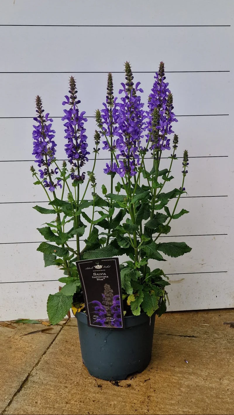 Sauge Salgoon (Salvia Salgoon) - Image 3