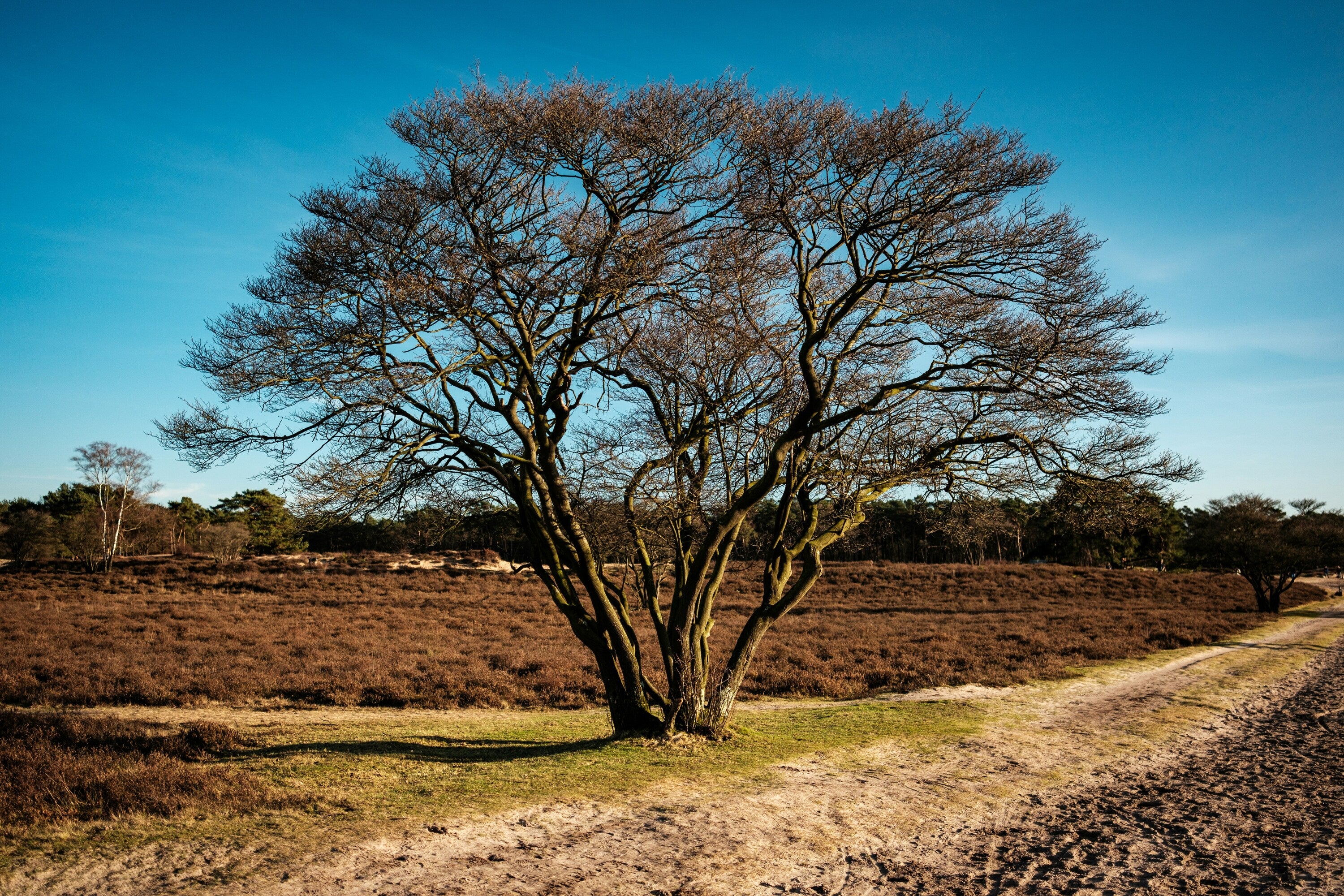 Terre de bruyère - Image 4