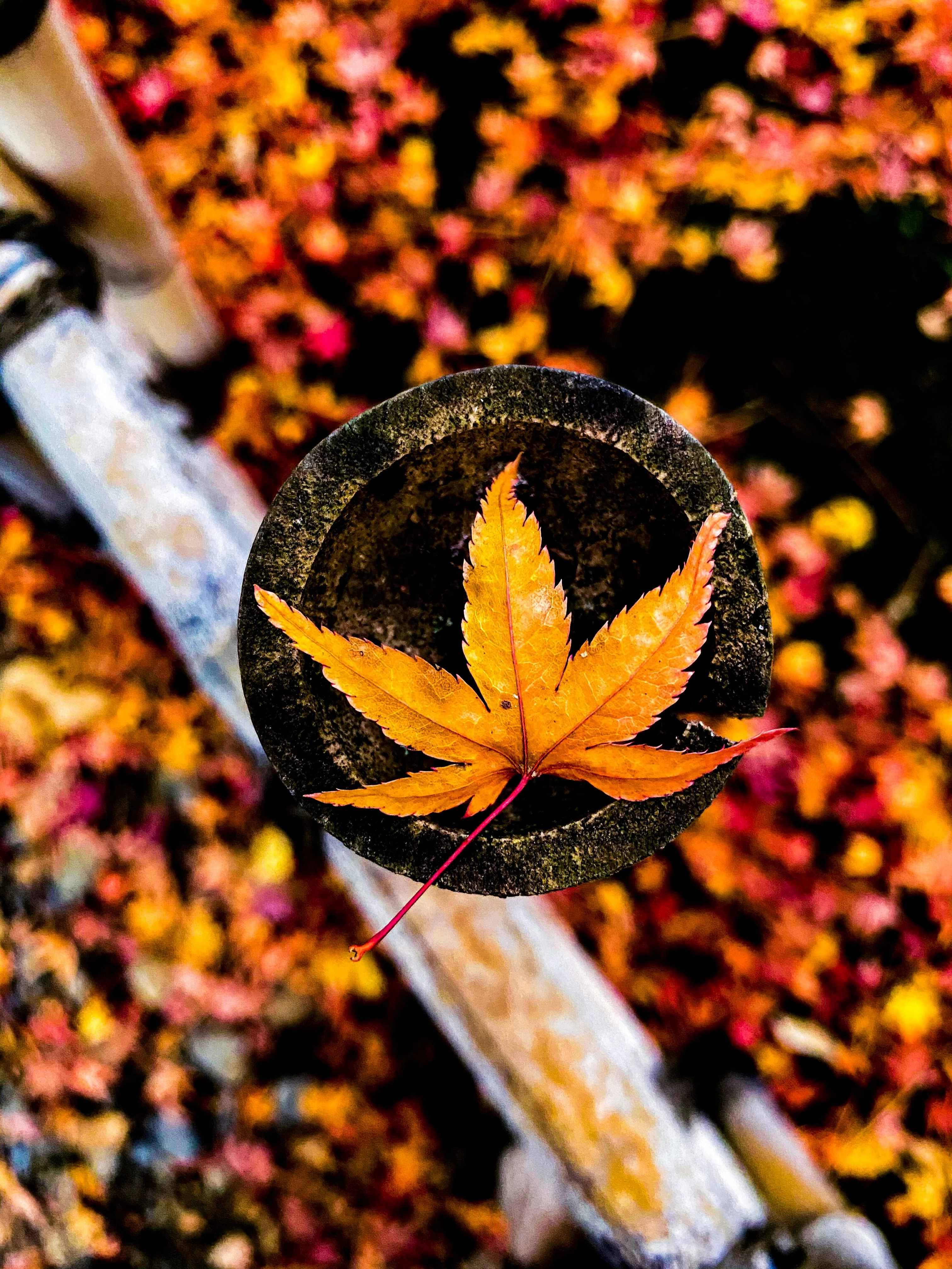 Terreau pour érable du Japon - Image 5