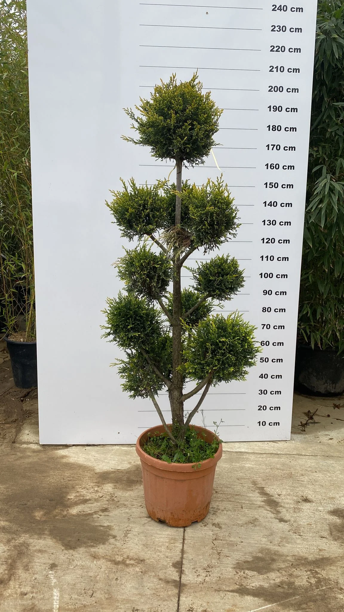 Topiaire en boule - Image 10