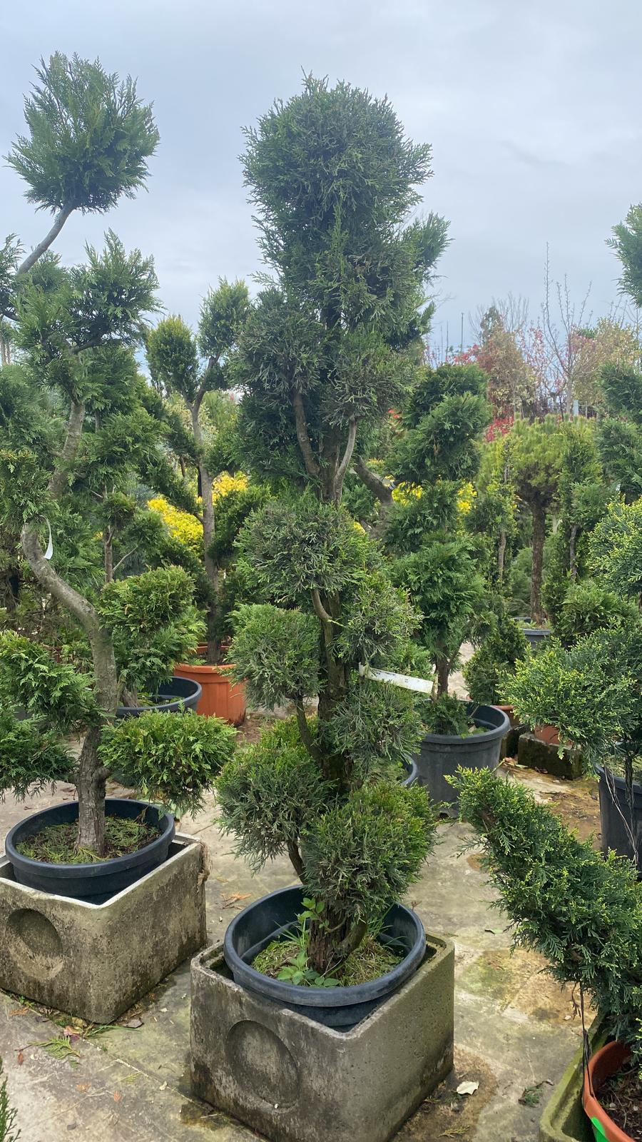 Topiaire en boule - Image 11