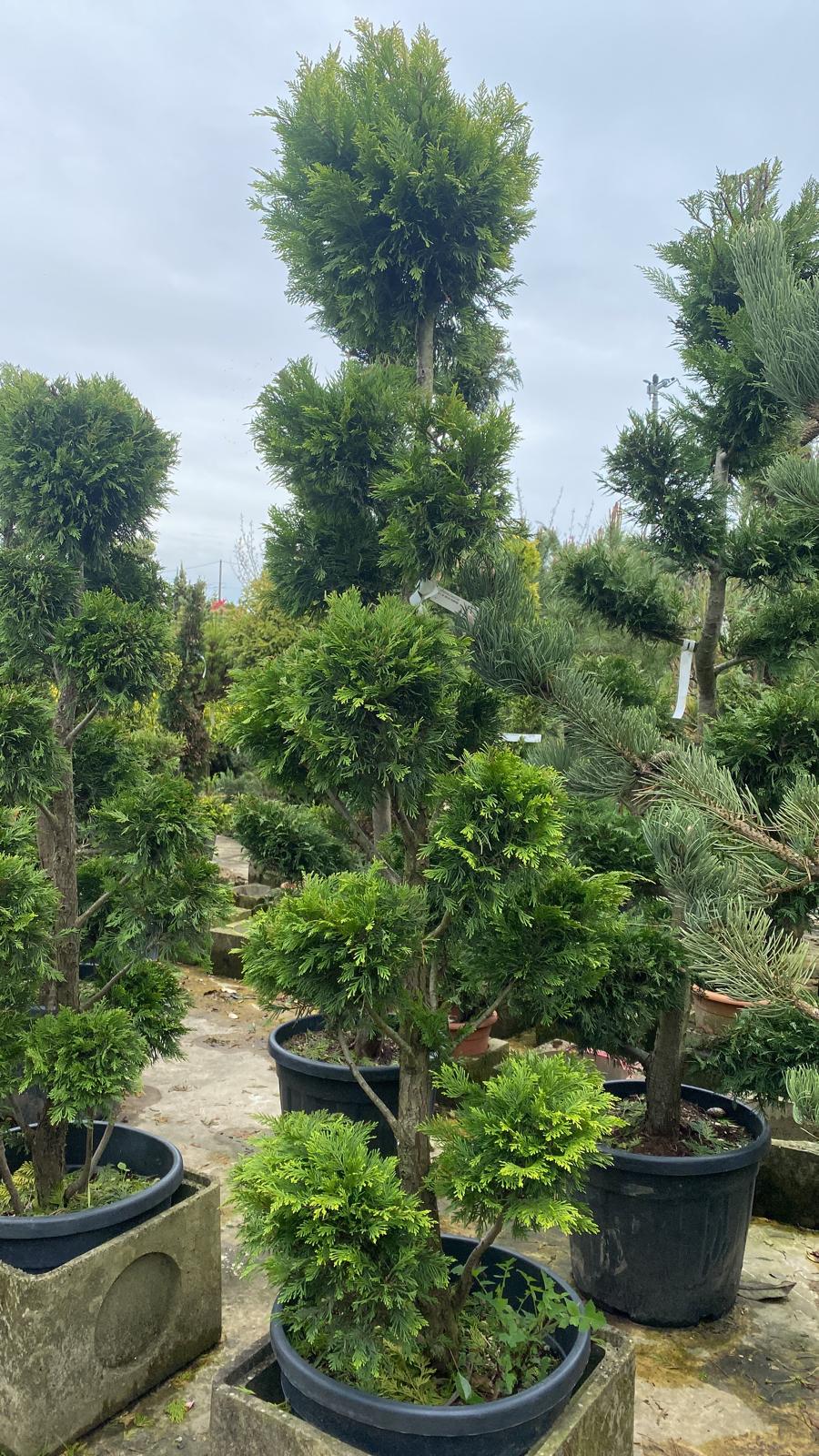 Topiaire en boule - Image 12