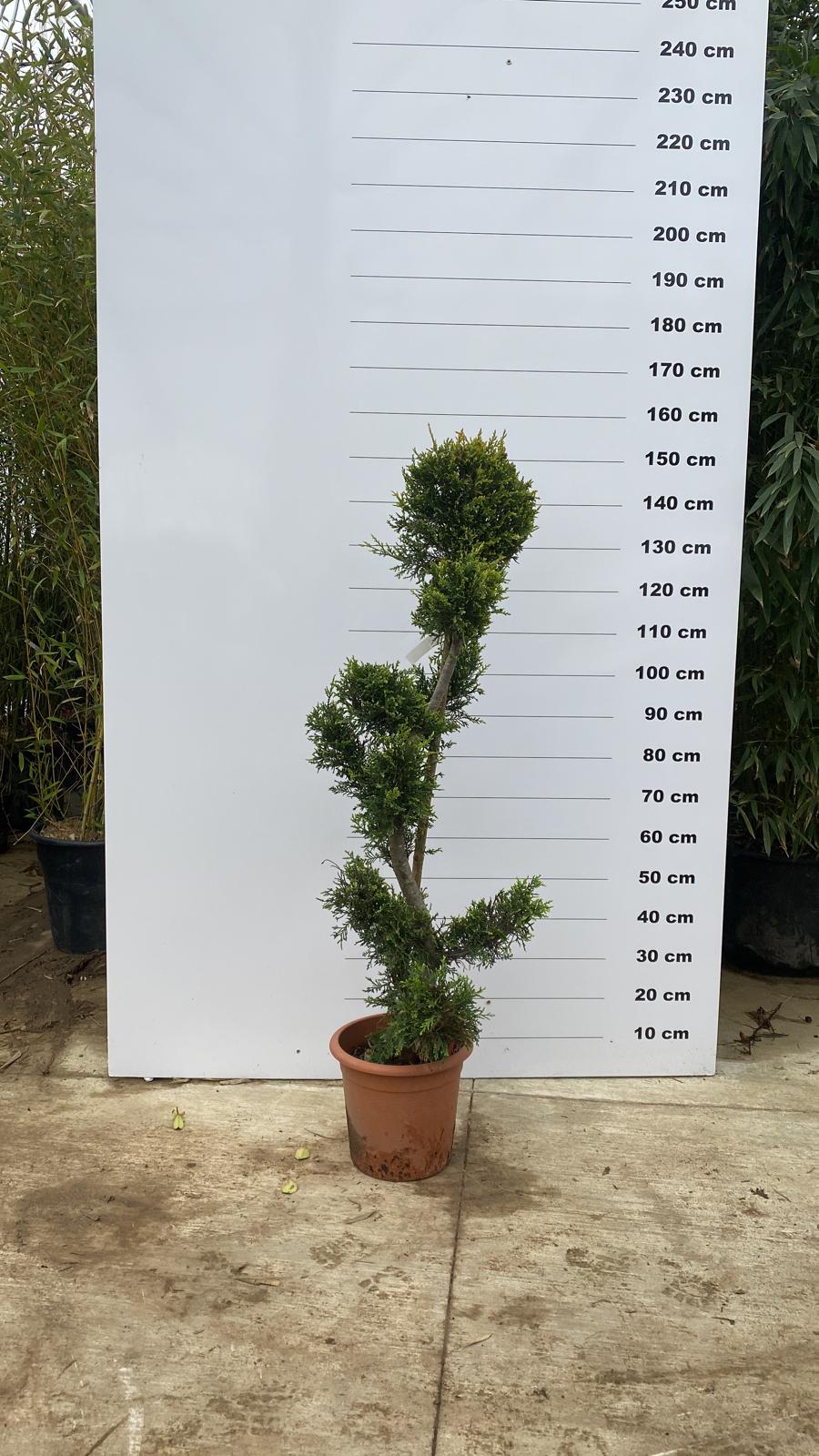 Topiaire en boule - Image 13