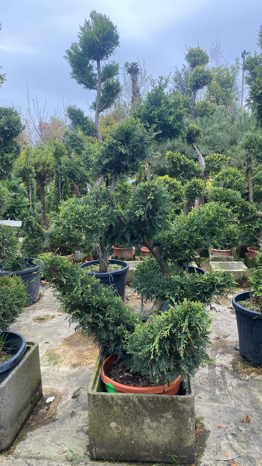 Topiaire en boule - Image 14