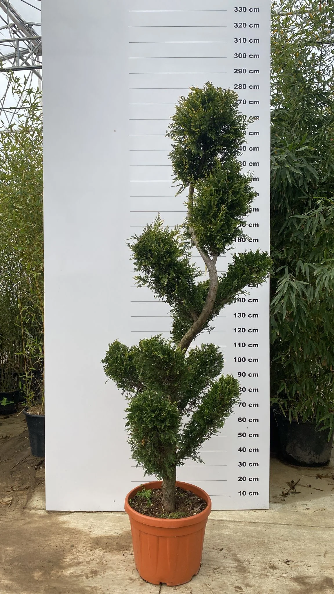 Topiaire en boule - Image 15