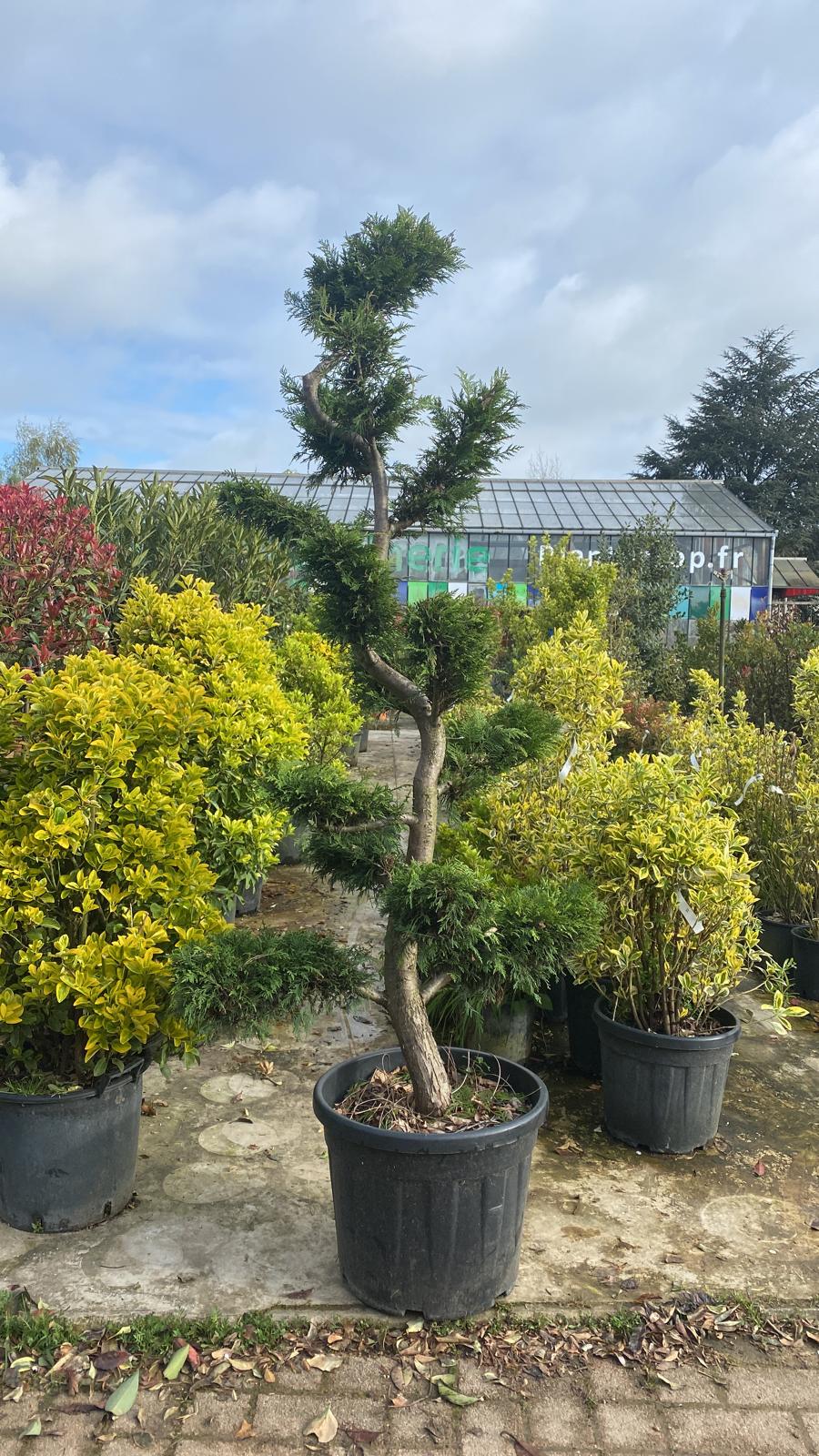 Topiaire en boule - Image 17