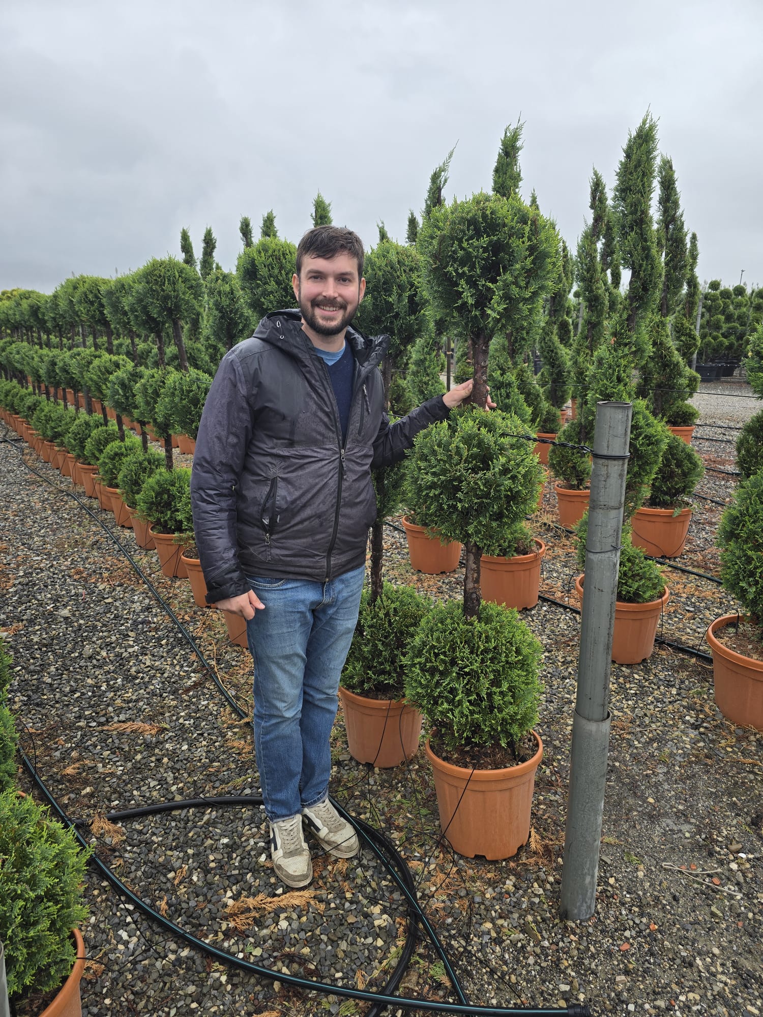 Topiaire en boule - Image 18