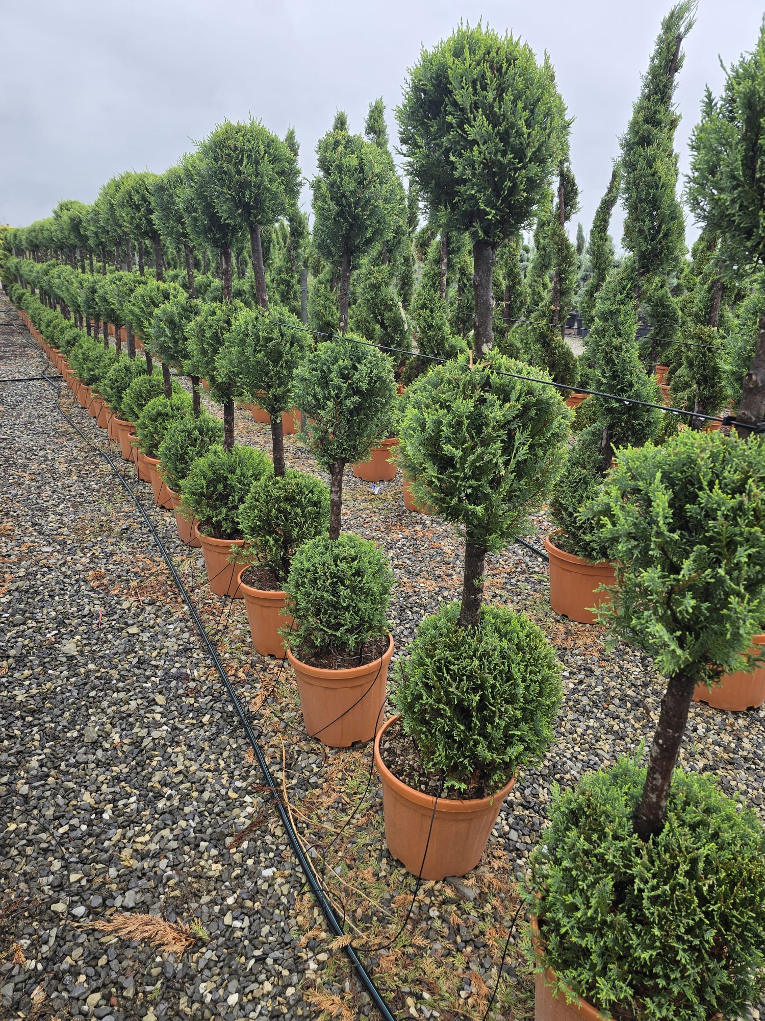 Topiaire en boule - Image 19