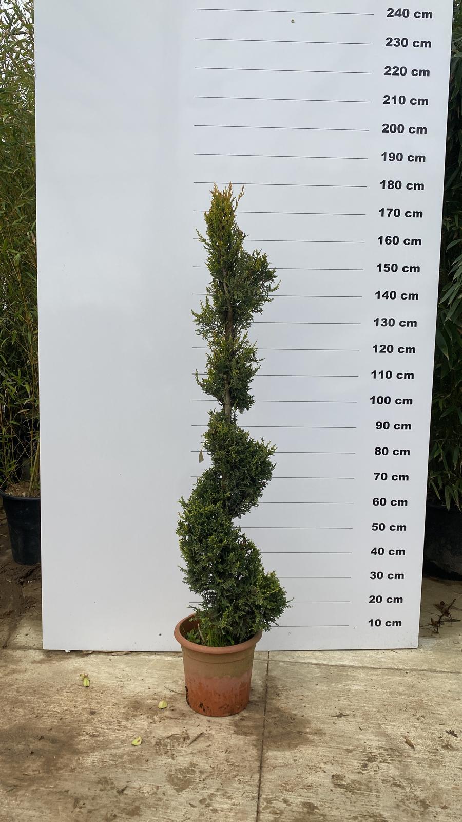 Topiaire en boule - Image 4