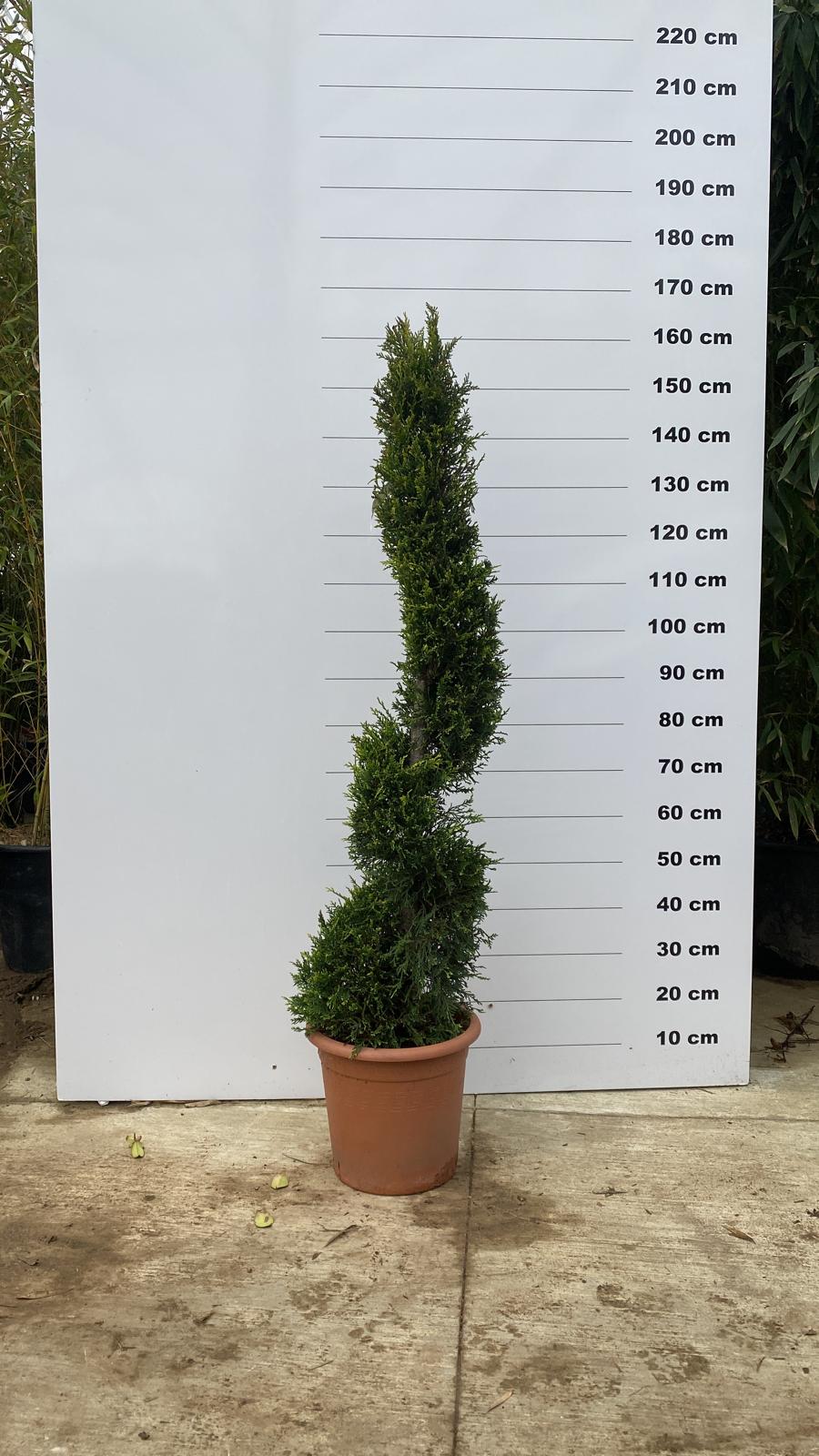 Topiaire en boule - Image 5