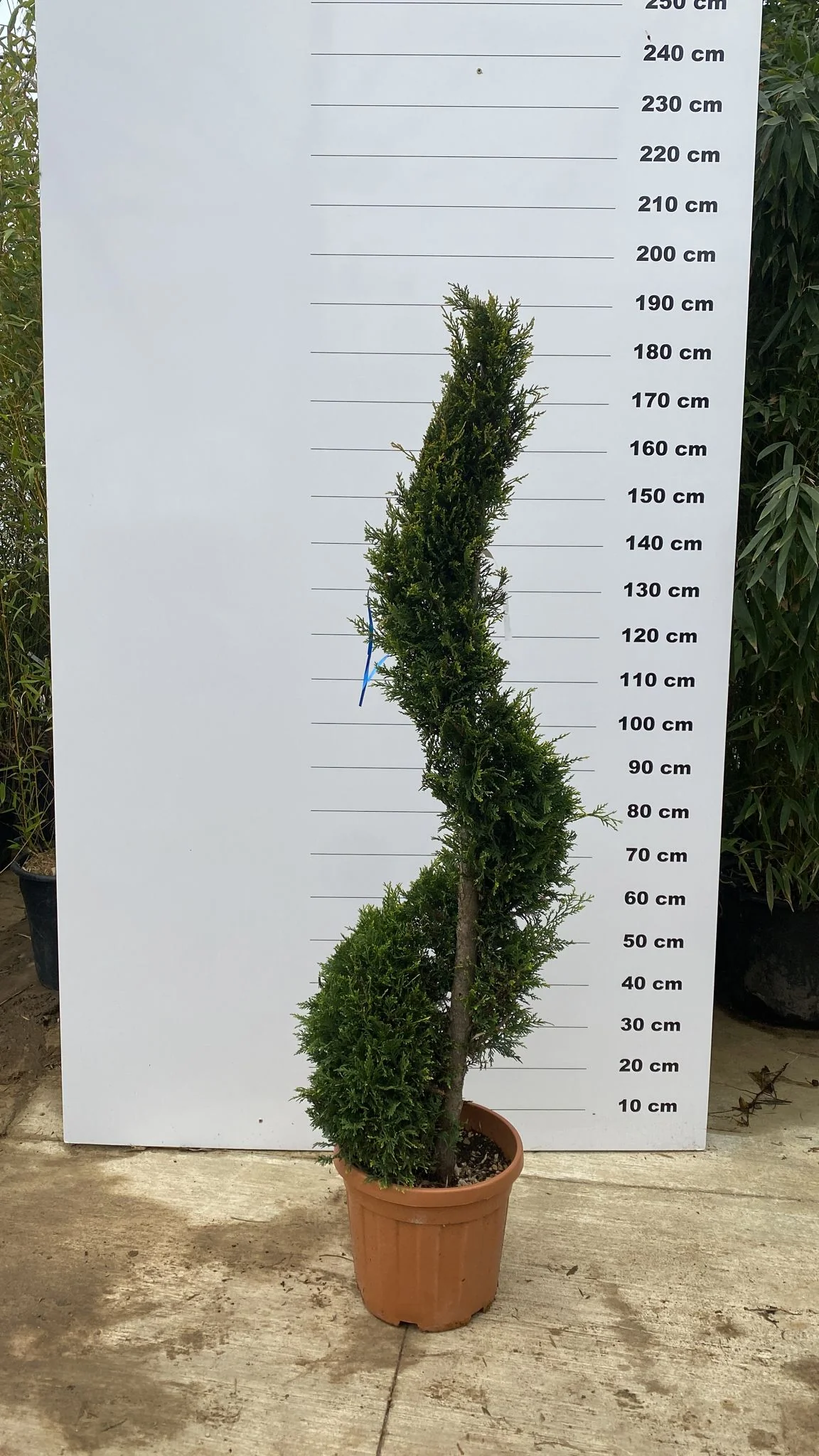 Topiaire en boule - Image 6