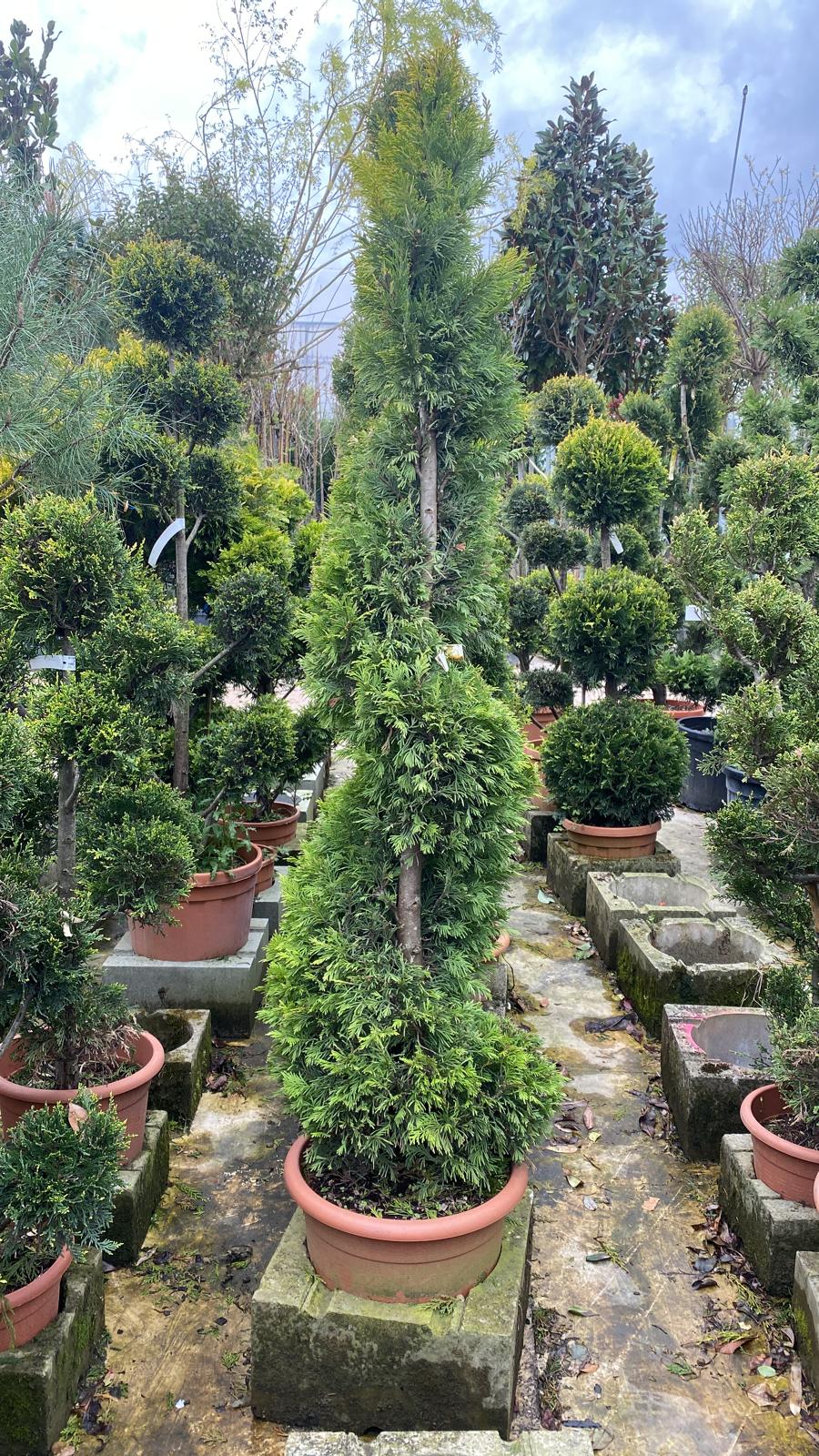 Topiaire en boule - Image 7