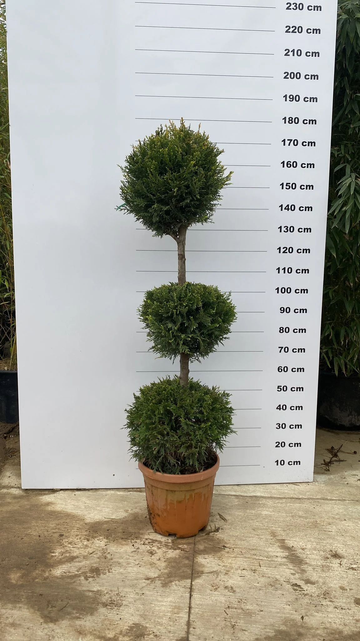 Topiaire en boule - Image 8