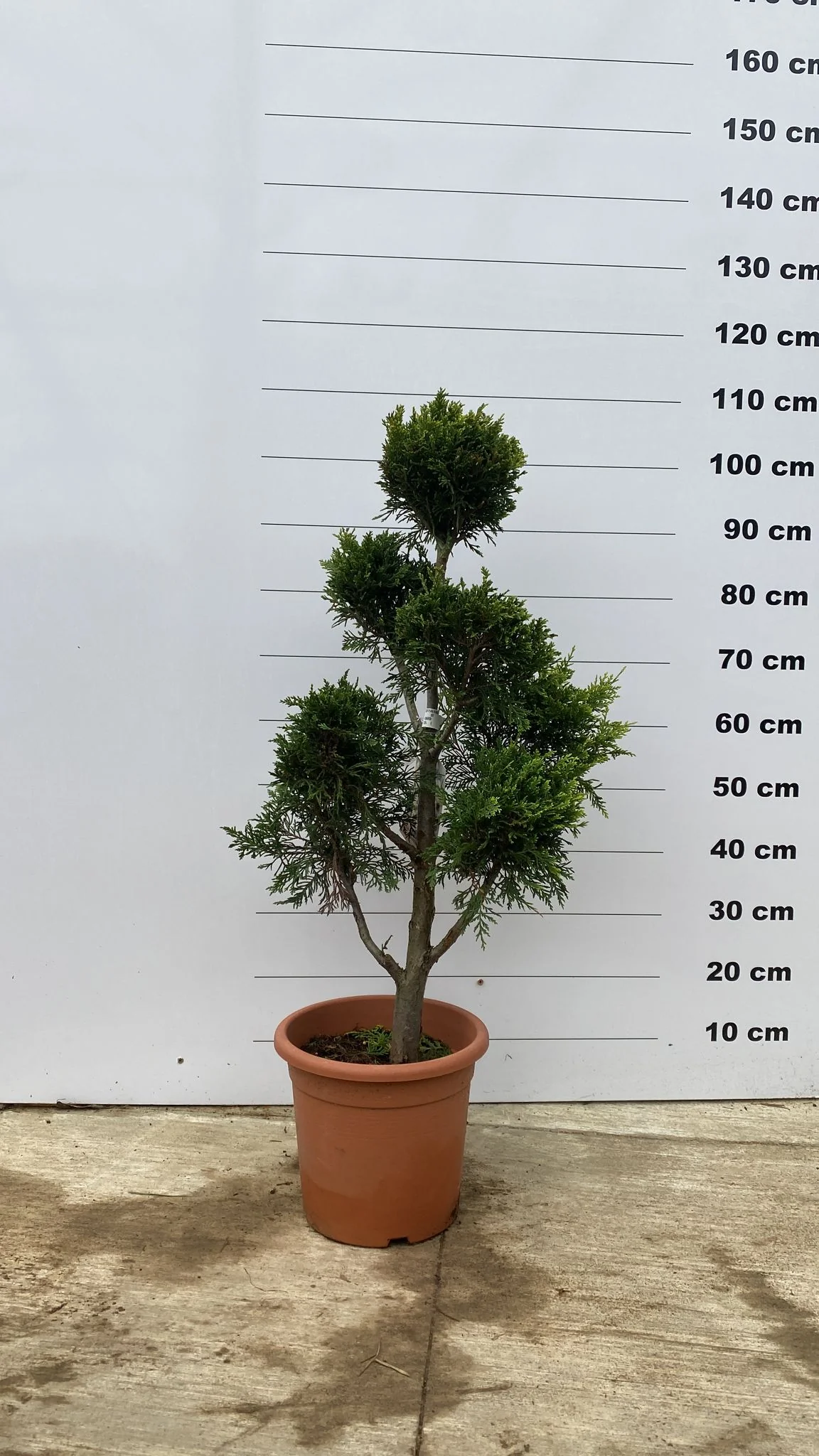 Topiaire en boule - Image 9