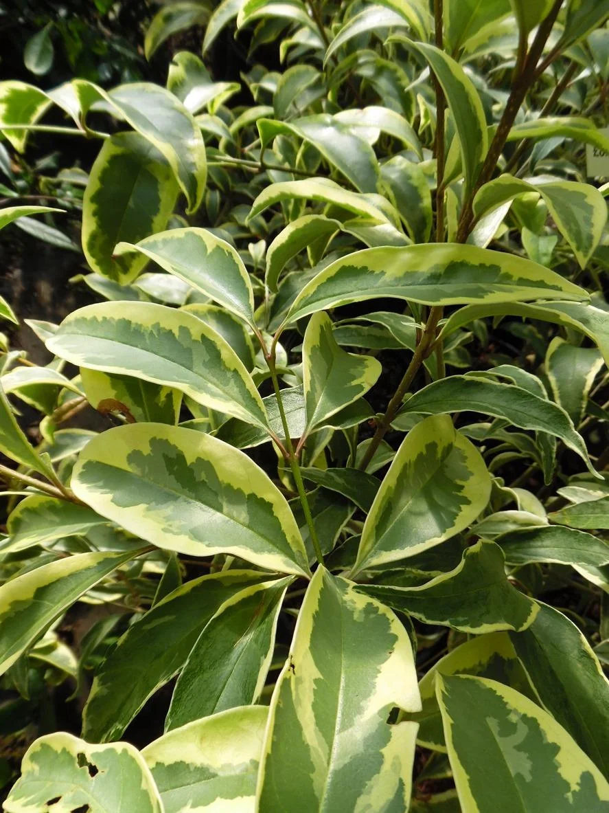 Troène du Japon Panaché en touffe (Ligustrum Japonicum 'Excelsum Superbum') - Image 12