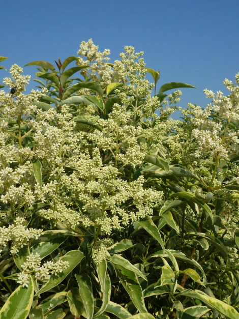 Troène du Japon Panaché en touffe (Ligustrum Japonicum 'Excelsum Superbum') - Image 10