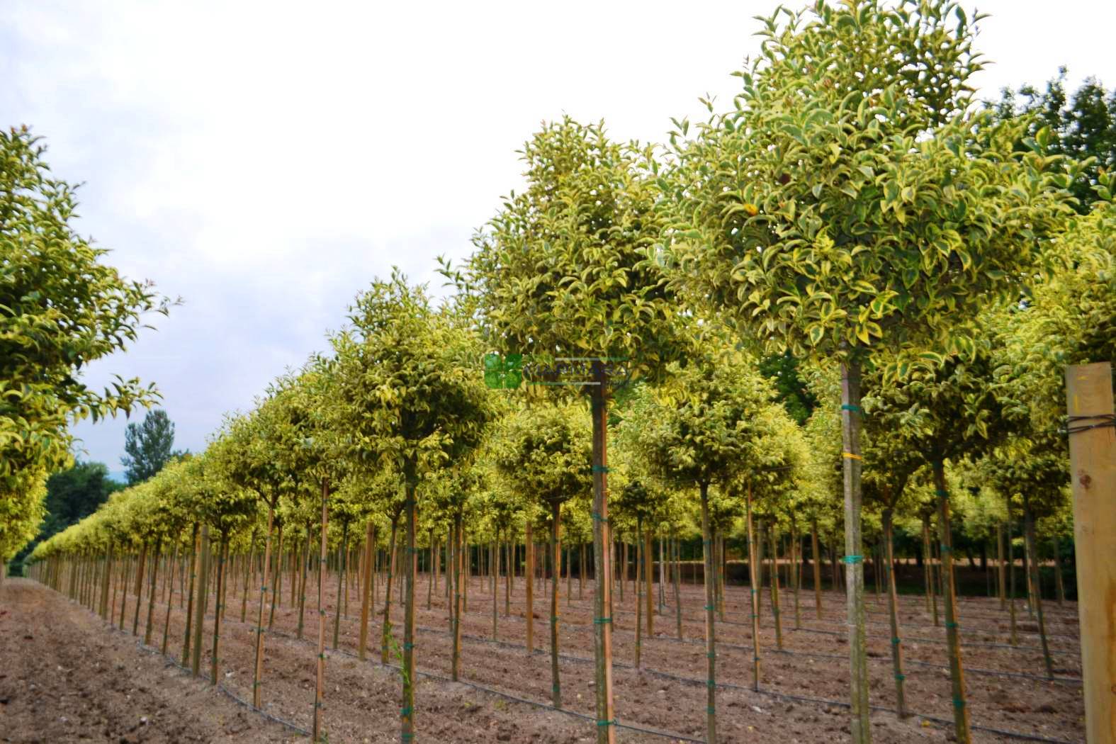 Troène du Japon Panaché en touffe (Ligustrum Japonicum 'Excelsum Superbum') - Image 11