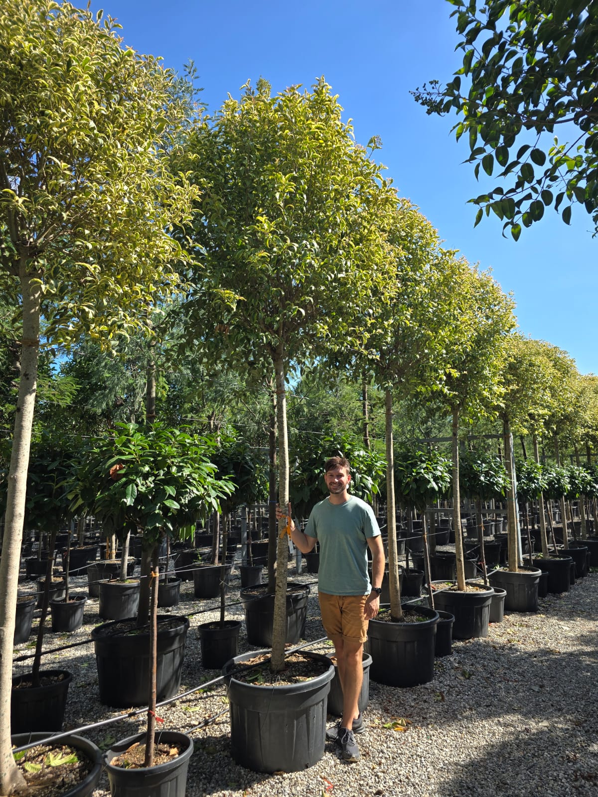 Troène du Japon Panaché en touffe (Ligustrum Japonicum 'Excelsum Superbum') - Image 13