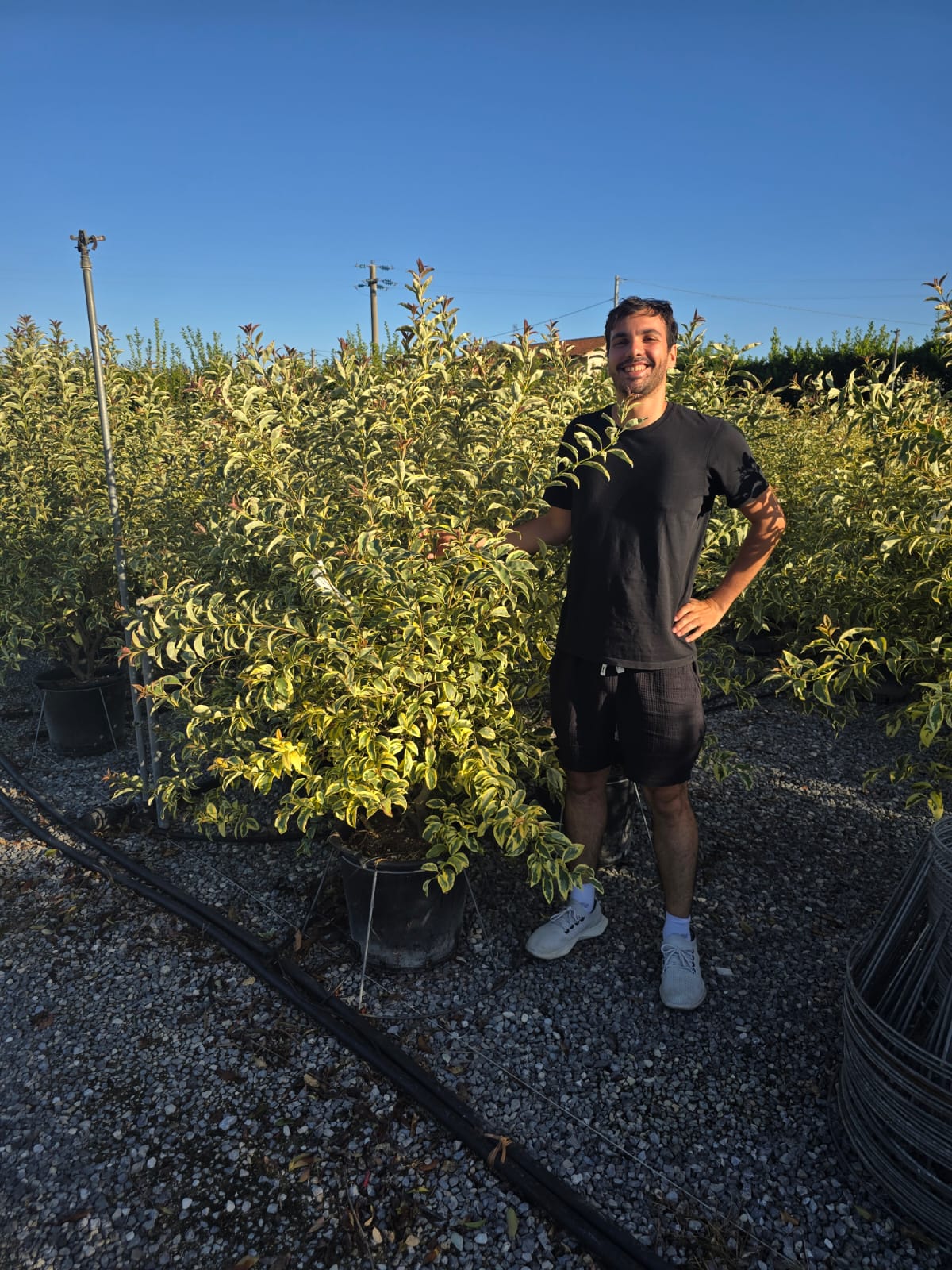 Troène du Japon Panaché en touffe (Ligustrum Japonicum 'Excelsum Superbum') - Image 14