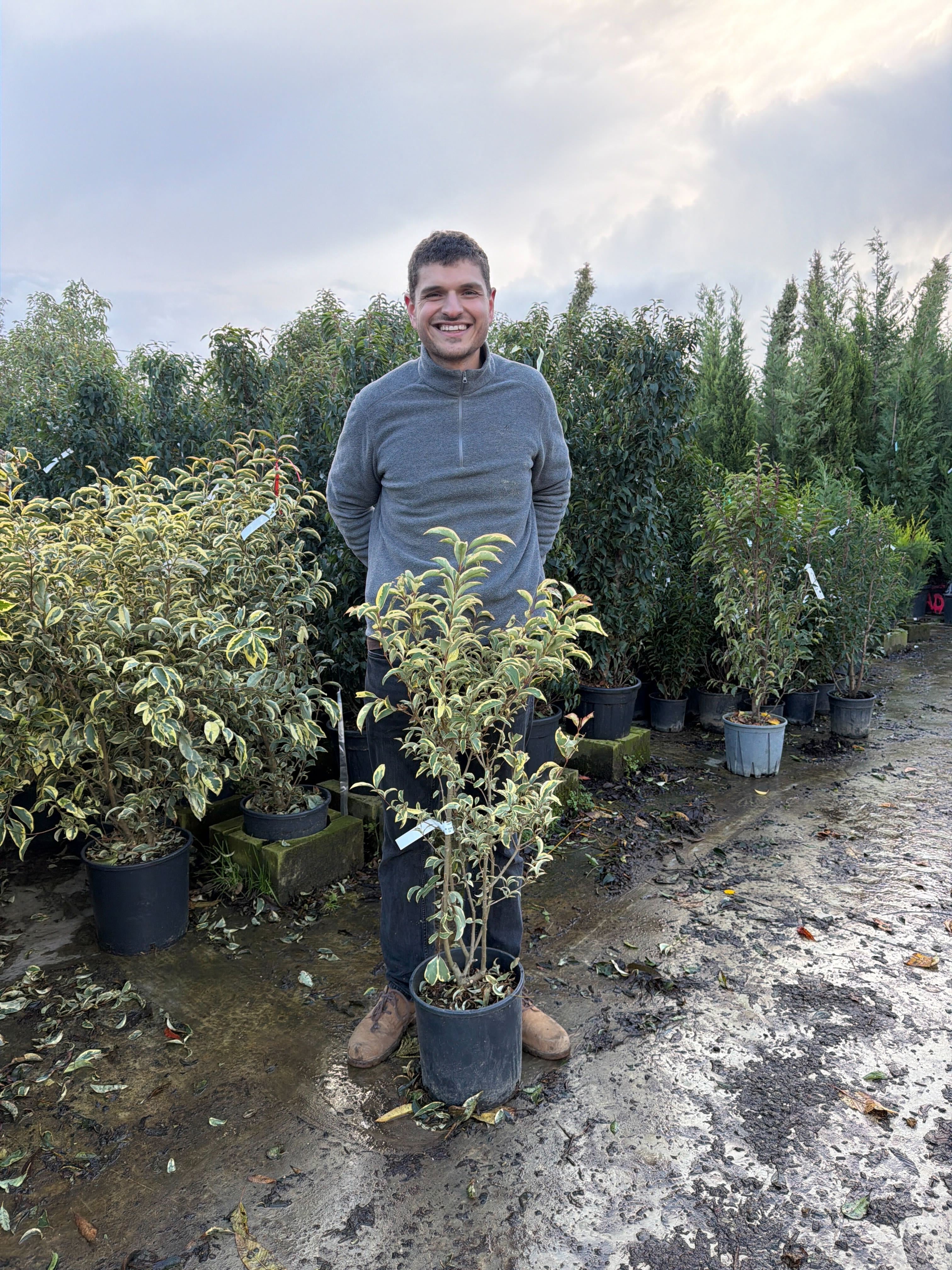 Troène du Japon Panaché en touffe (Ligustrum Japonicum 'Excelsum Superbum') - Image 15