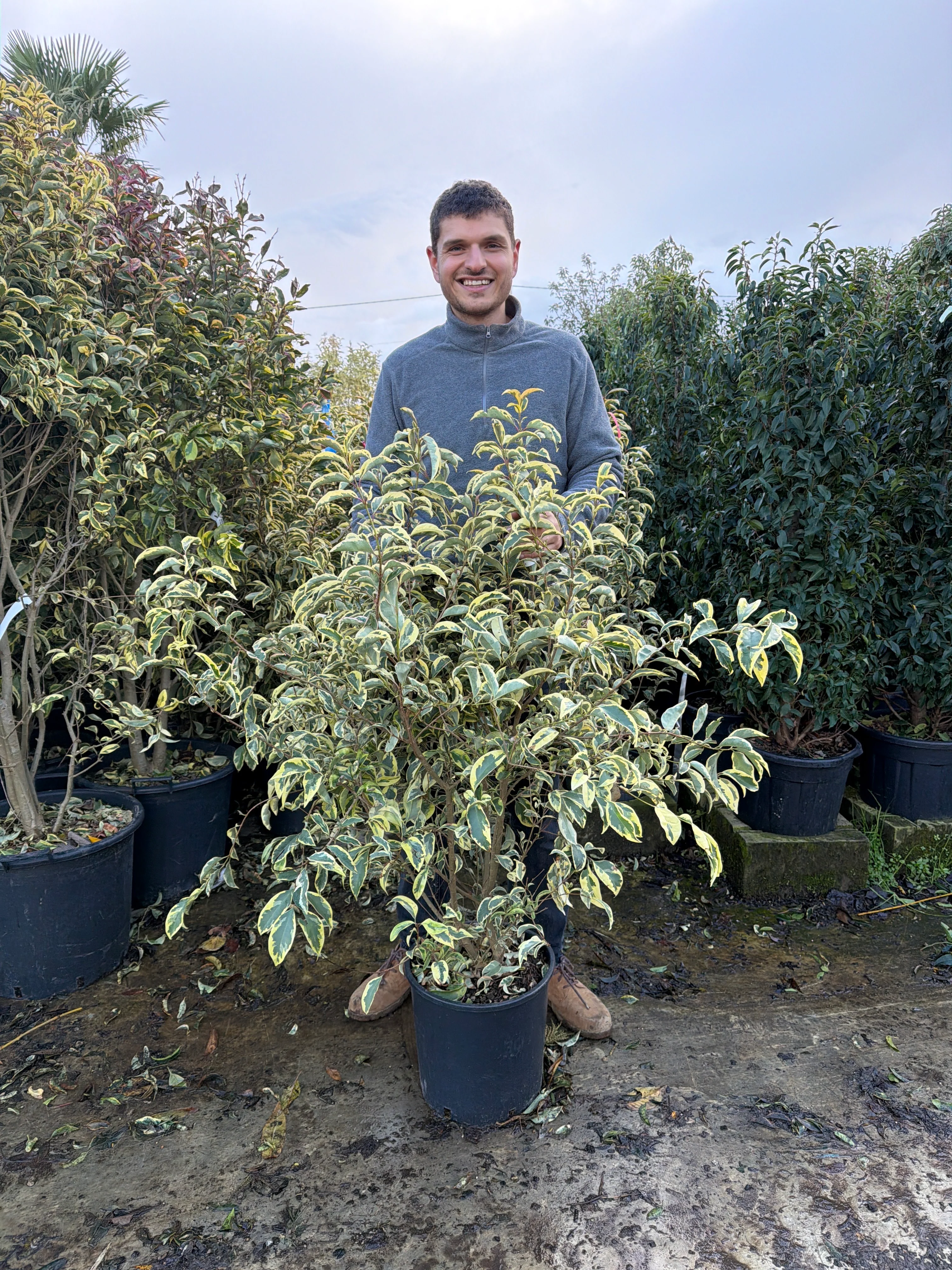 Troène du Japon Panaché en touffe (Ligustrum Japonicum 'Excelsum Superbum') - Image 16