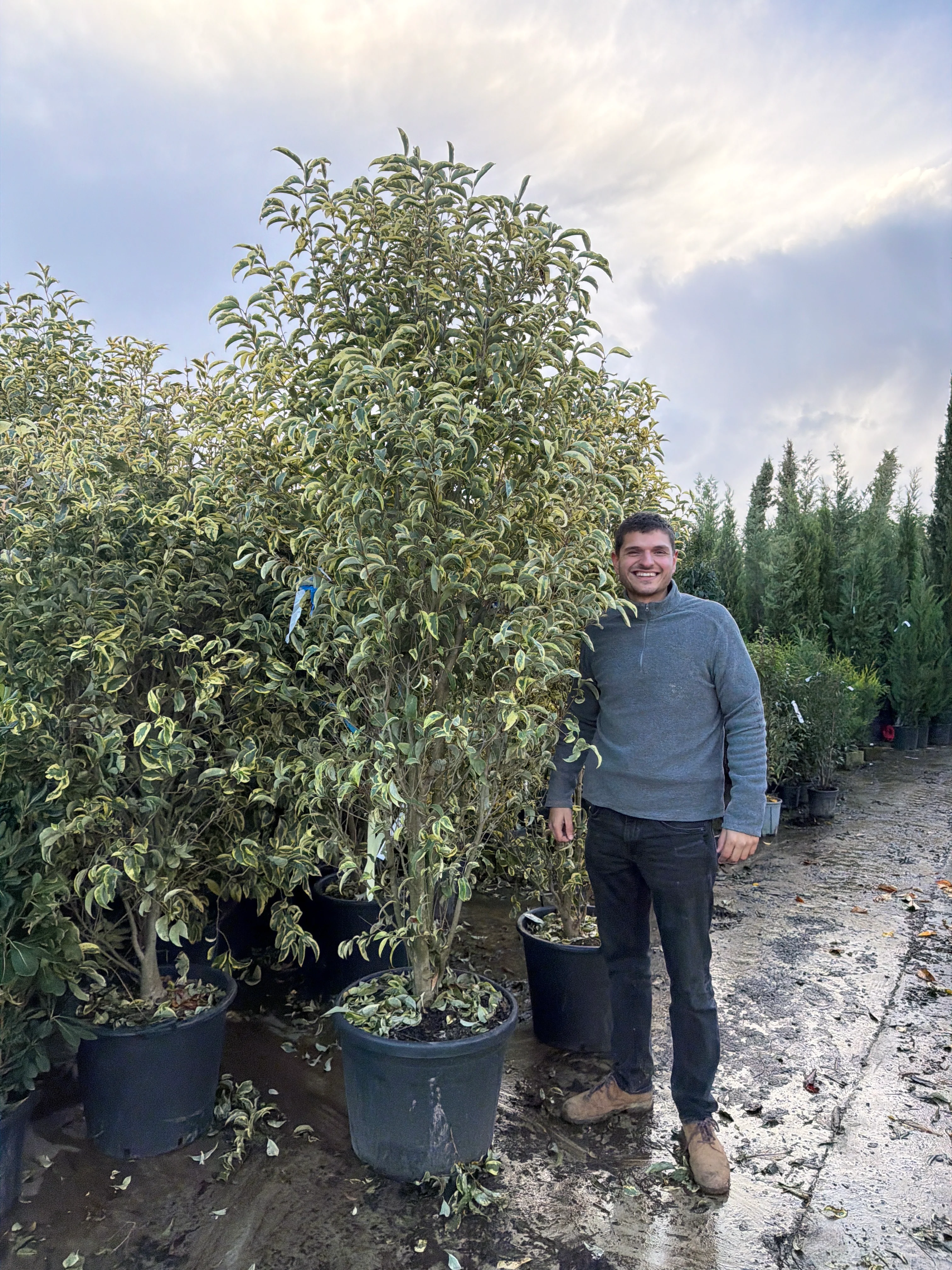 Troène du Japon Panaché en touffe (Ligustrum Japonicum 'Excelsum Superbum') - Image 17