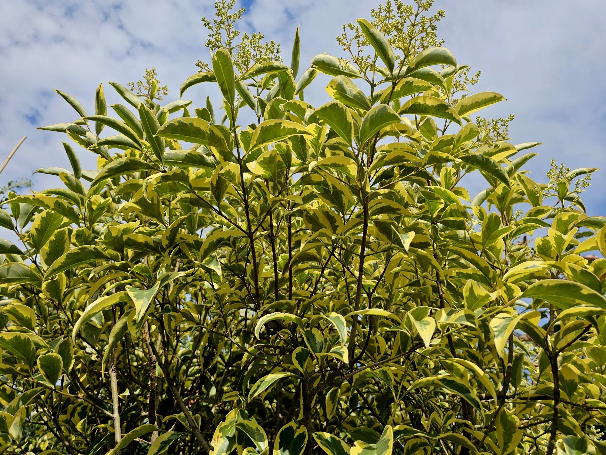 Troène du Japon Panaché en touffe (Ligustrum Japonicum 'Excelsum Superbum') - Image 3