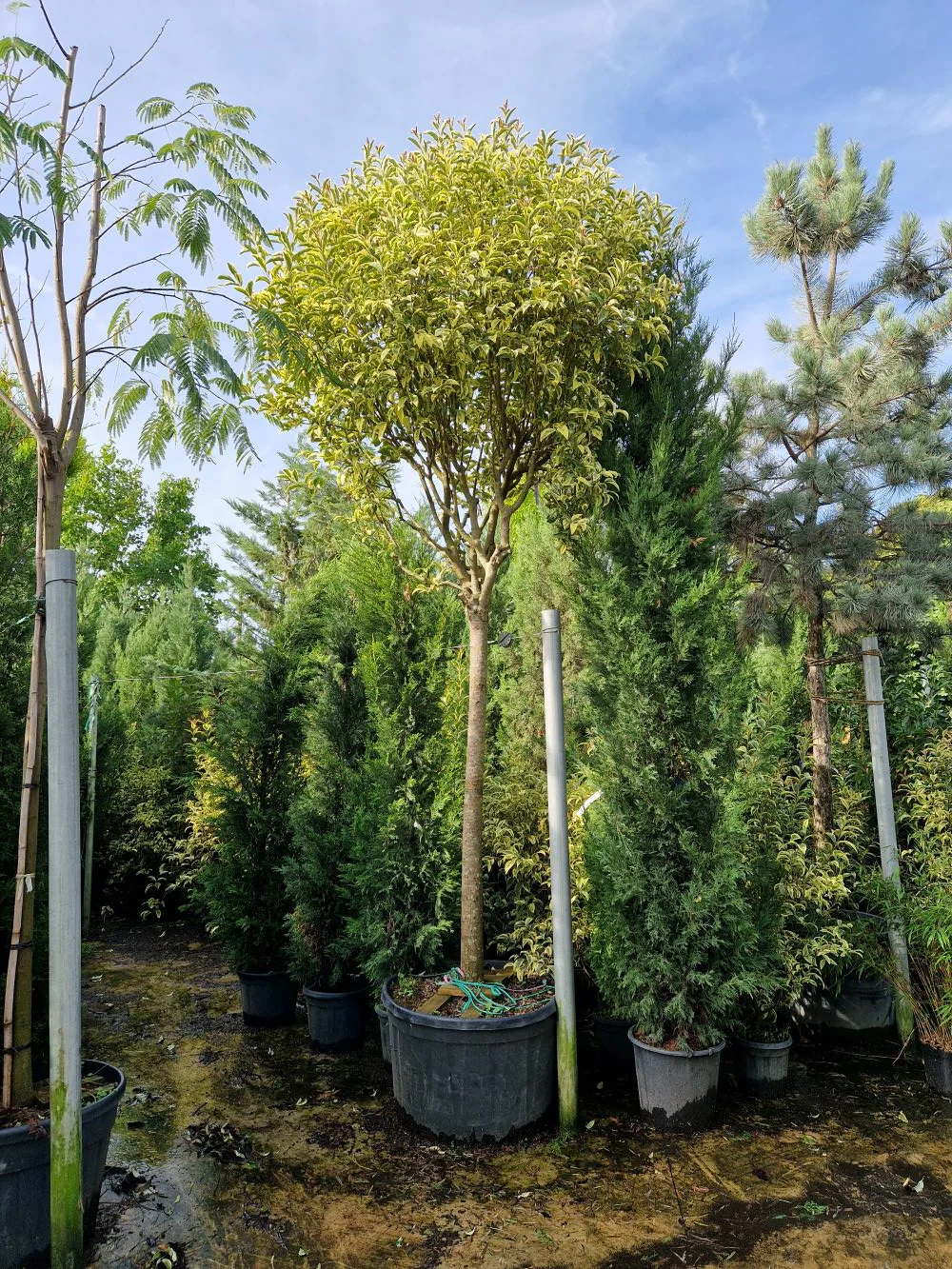 Troène du Japon Panaché en touffe (Ligustrum Japonicum 'Excelsum Superbum') - Image 4