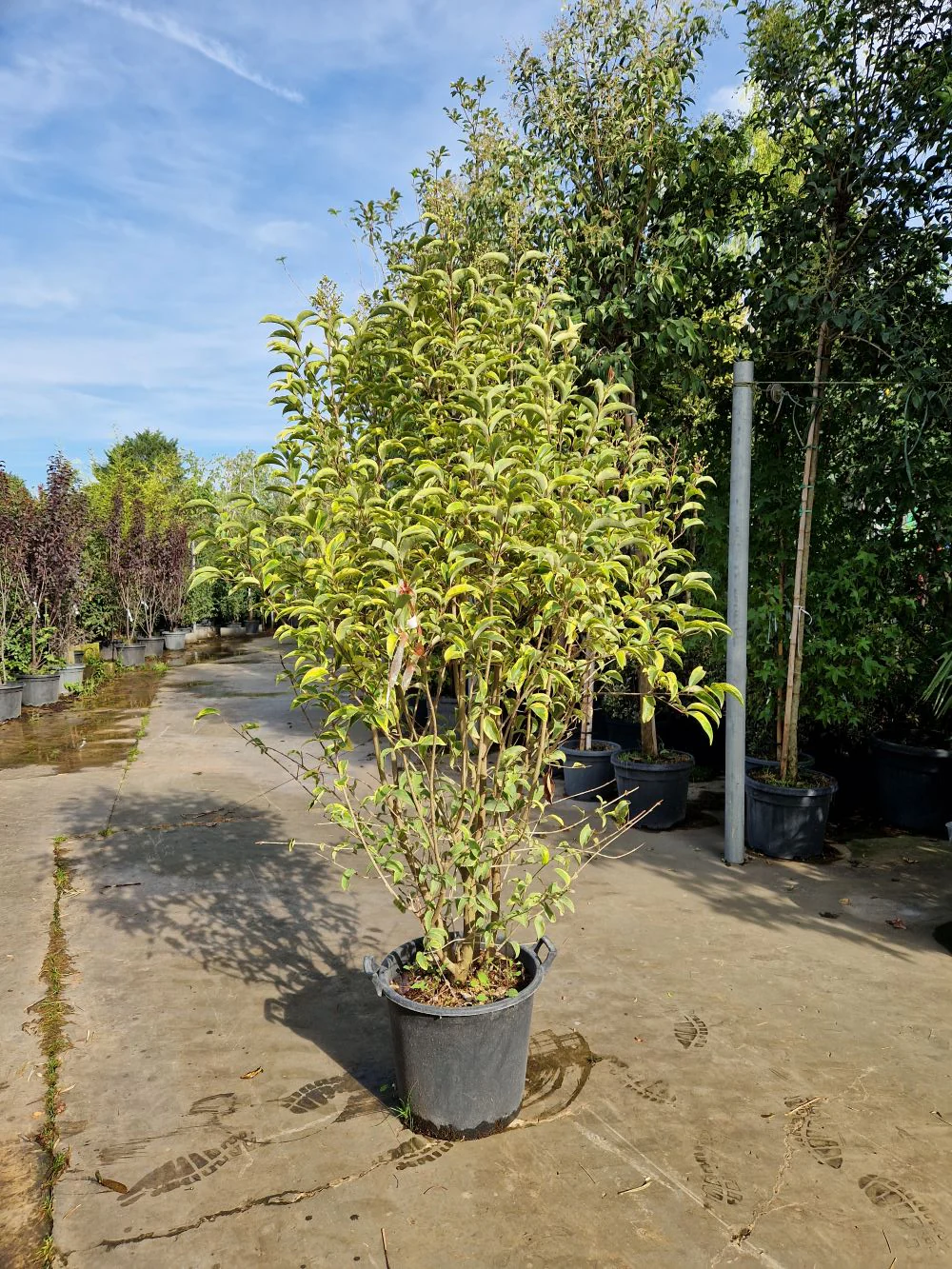 Troène du Japon Panaché en touffe (Ligustrum Japonicum 'Excelsum Superbum') - Image 6