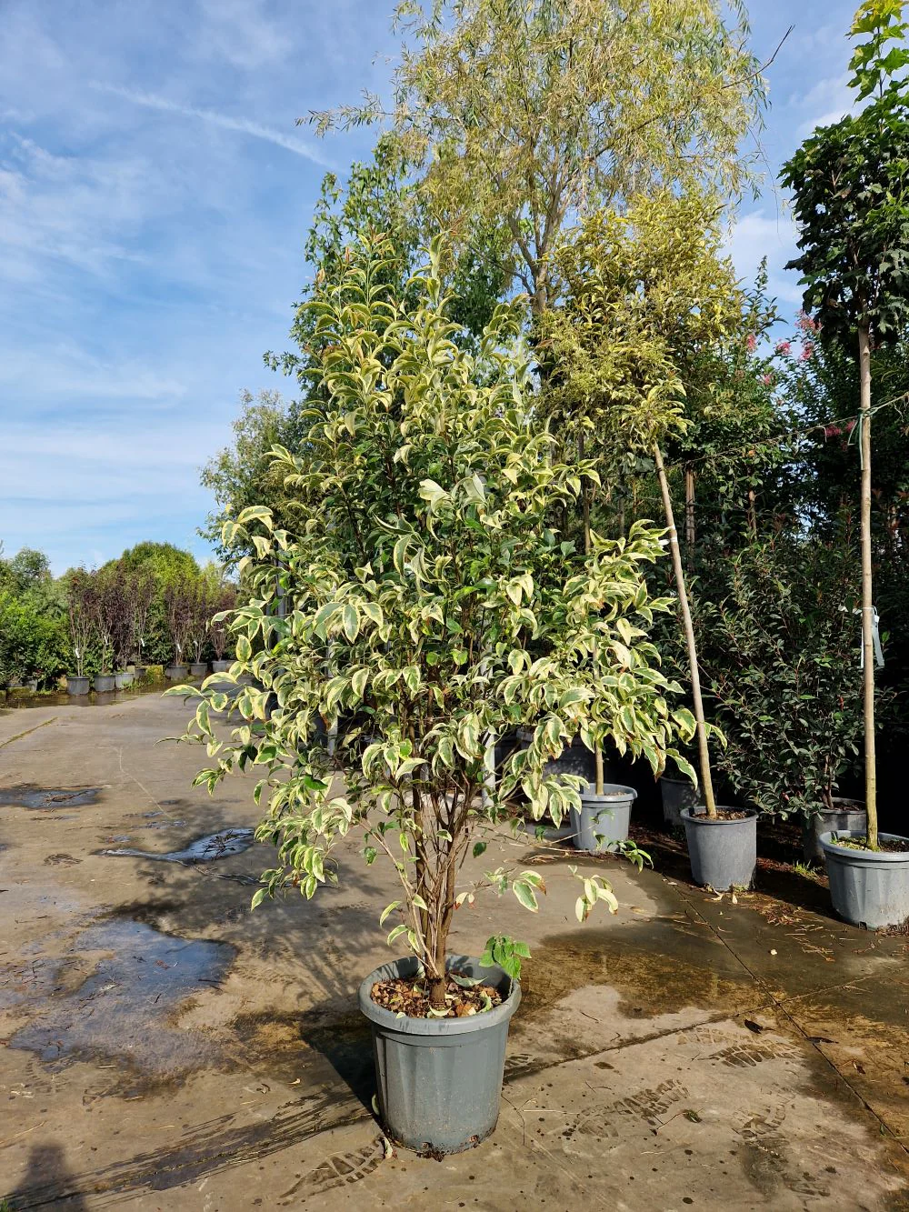 Troène du Japon Panaché en touffe (Ligustrum Japonicum 'Excelsum Superbum') - Image 7