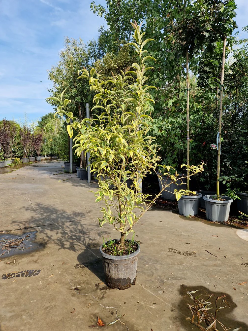 Troène du Japon Panaché en touffe (Ligustrum Japonicum 'Excelsum Superbum') - Image 8