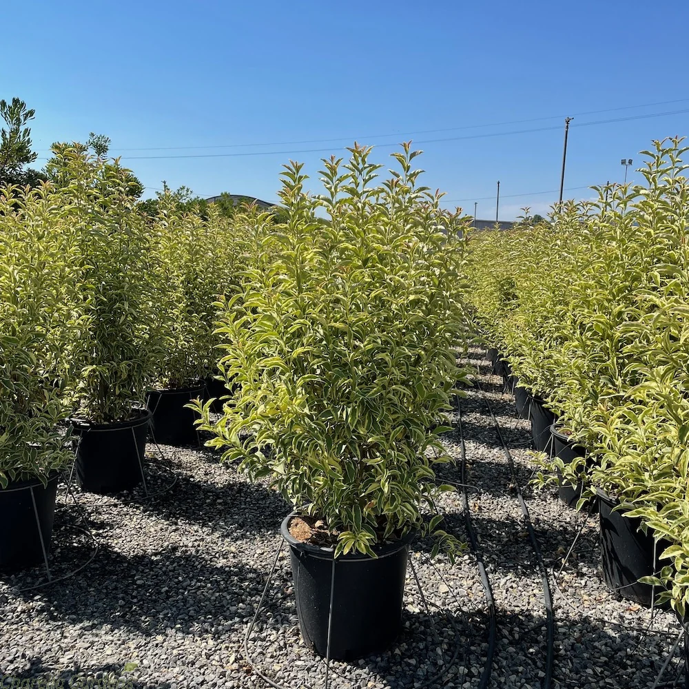 Troène du Japon Panaché en touffe (Ligustrum Japonicum 'Excelsum Superbum') - Image 9