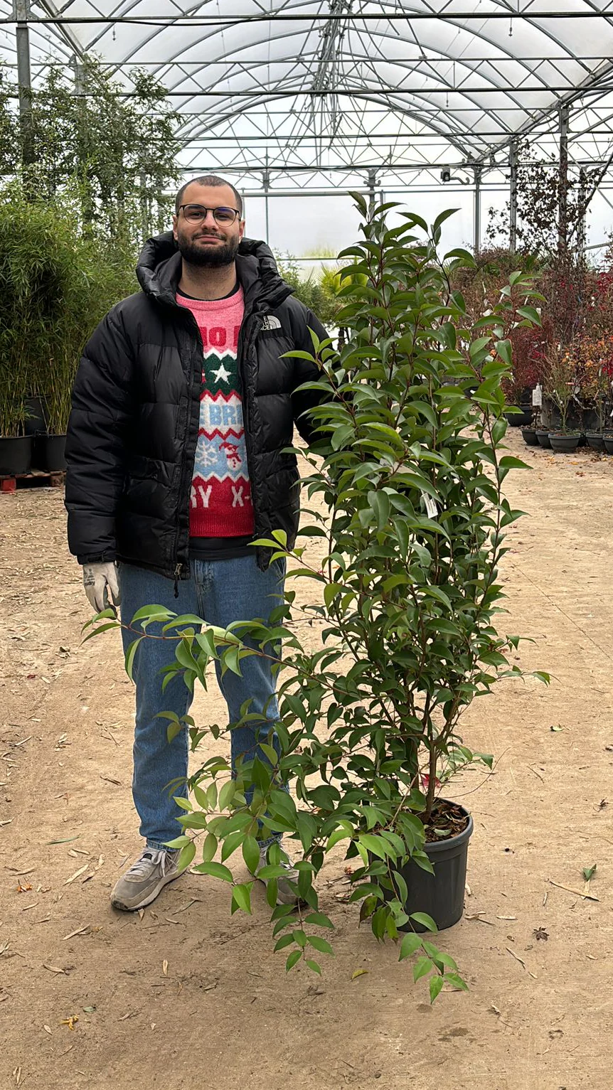 Troène du Japon en touffe (Ligustrum Japonicum) - Image 10